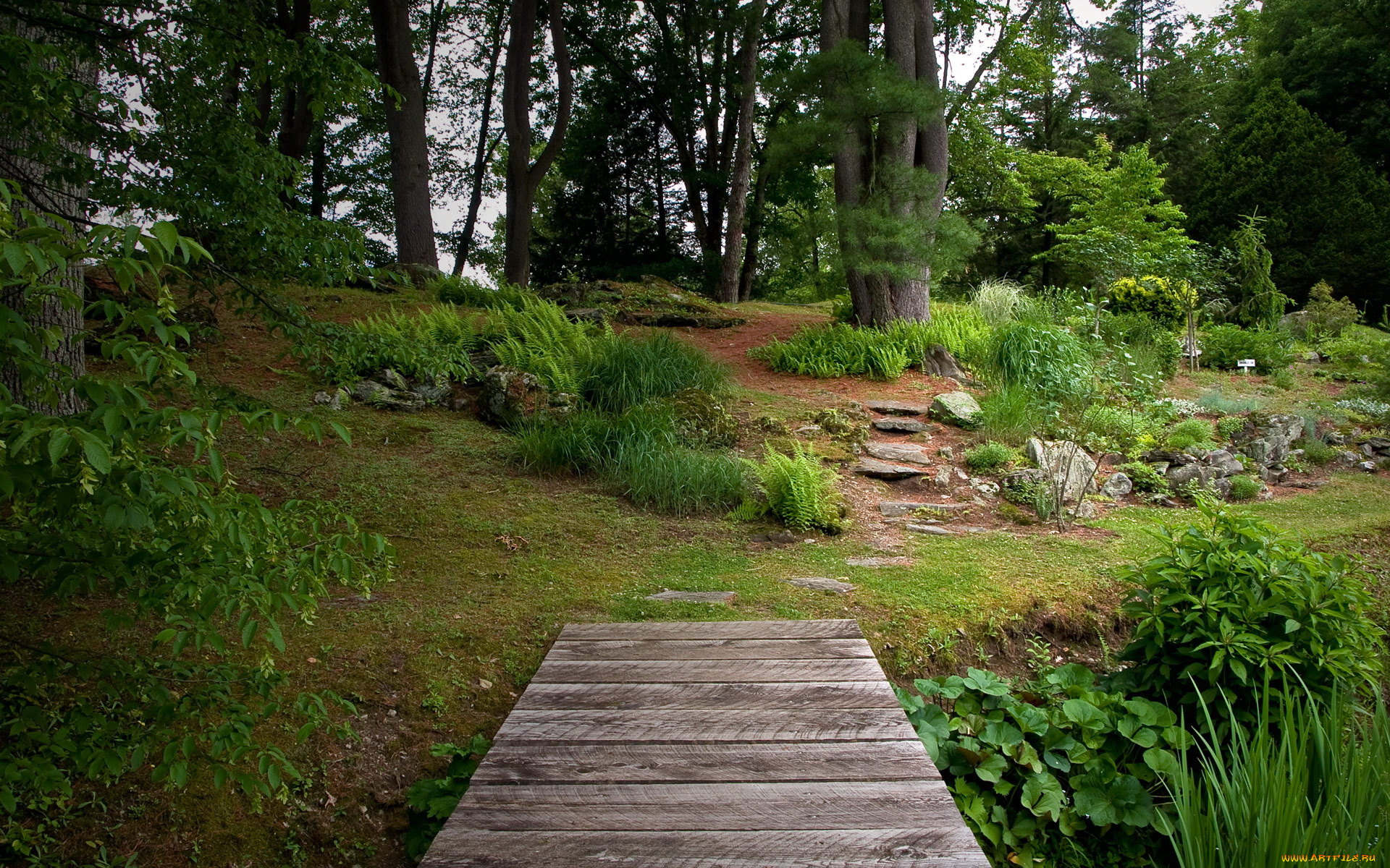 природа, лес