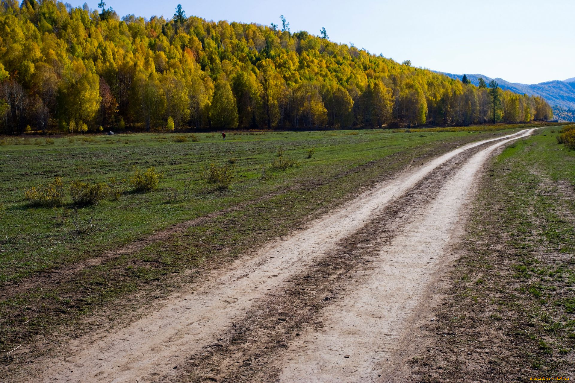 природа, дороги, лес, поле, дорога