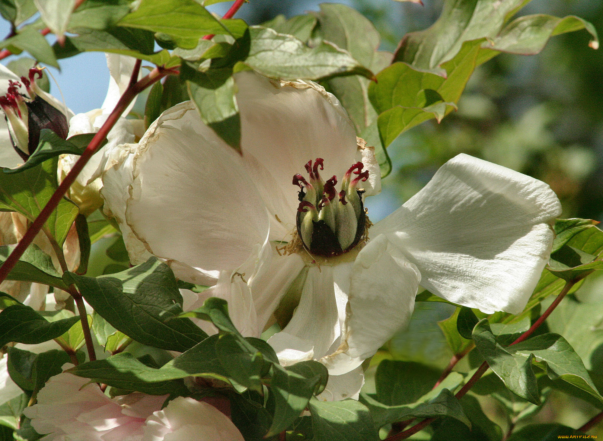 цветы, магнолии, магнолия