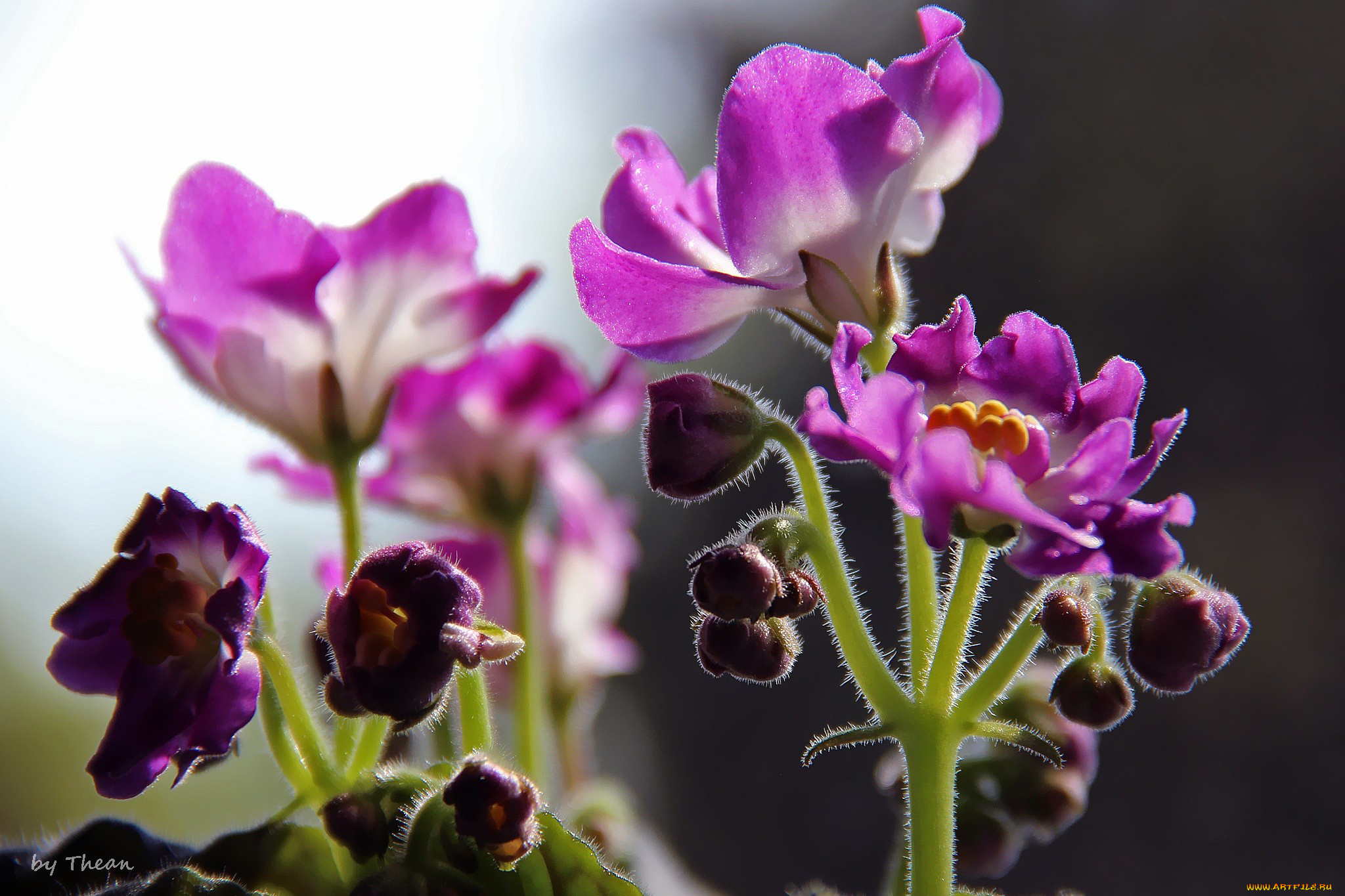 автор, thean, цветы, фиалки, сиреневый