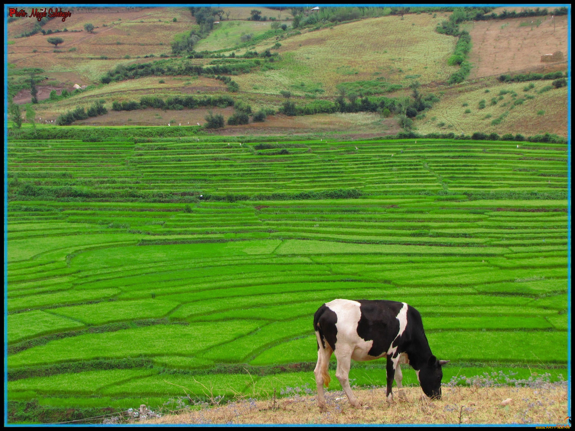 животные, коровы, буйволы, корова