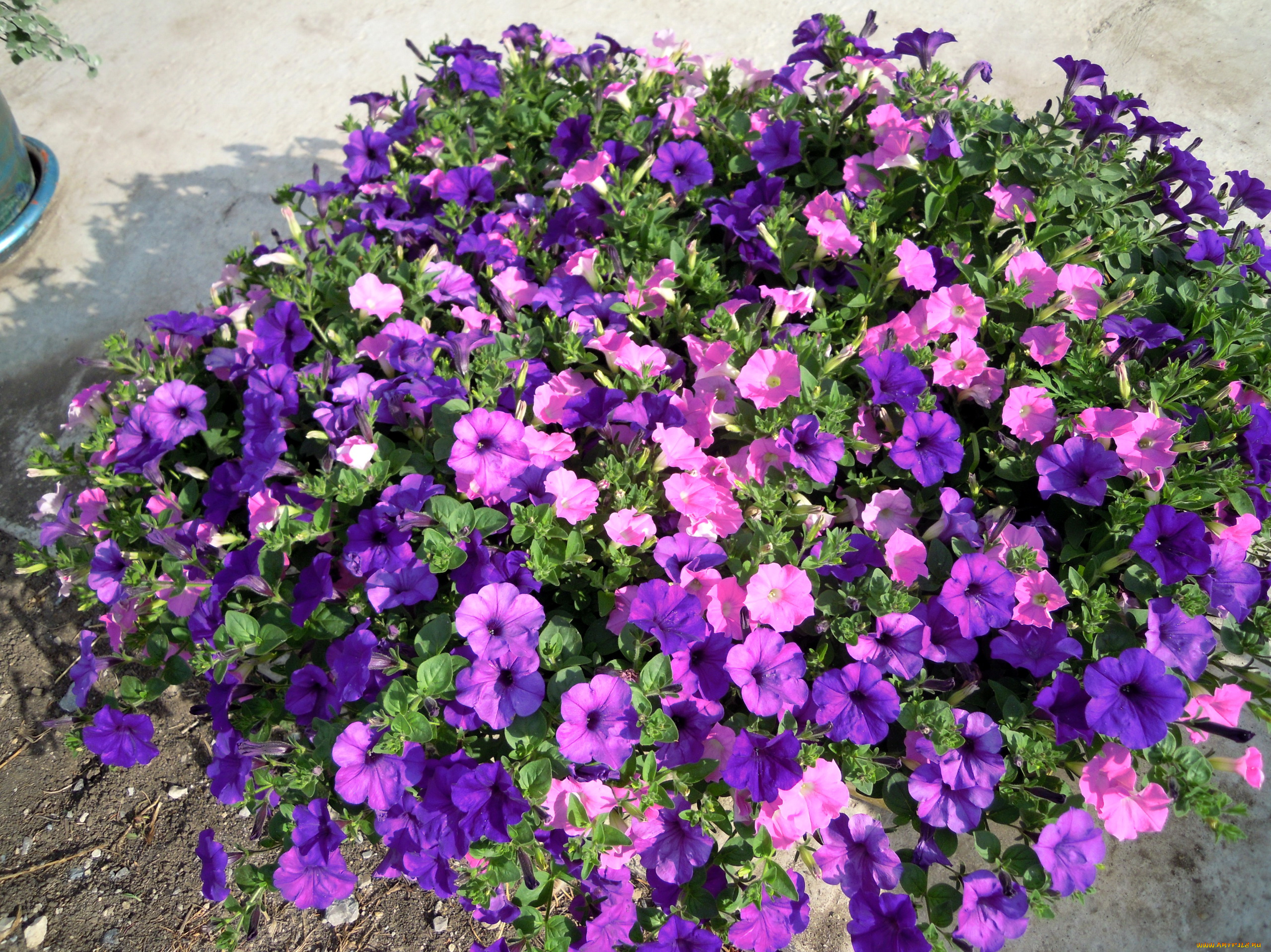 цветы, петунии, калибрахоа, петунья