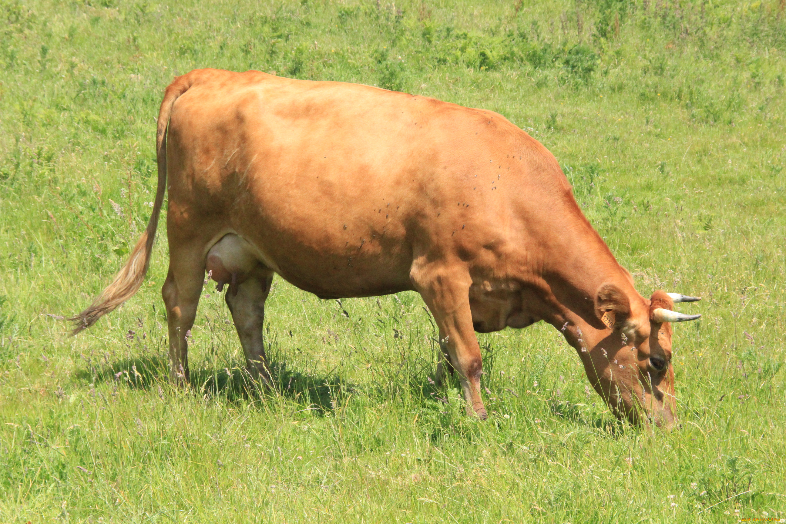 животные, коровы, буйволы, корова