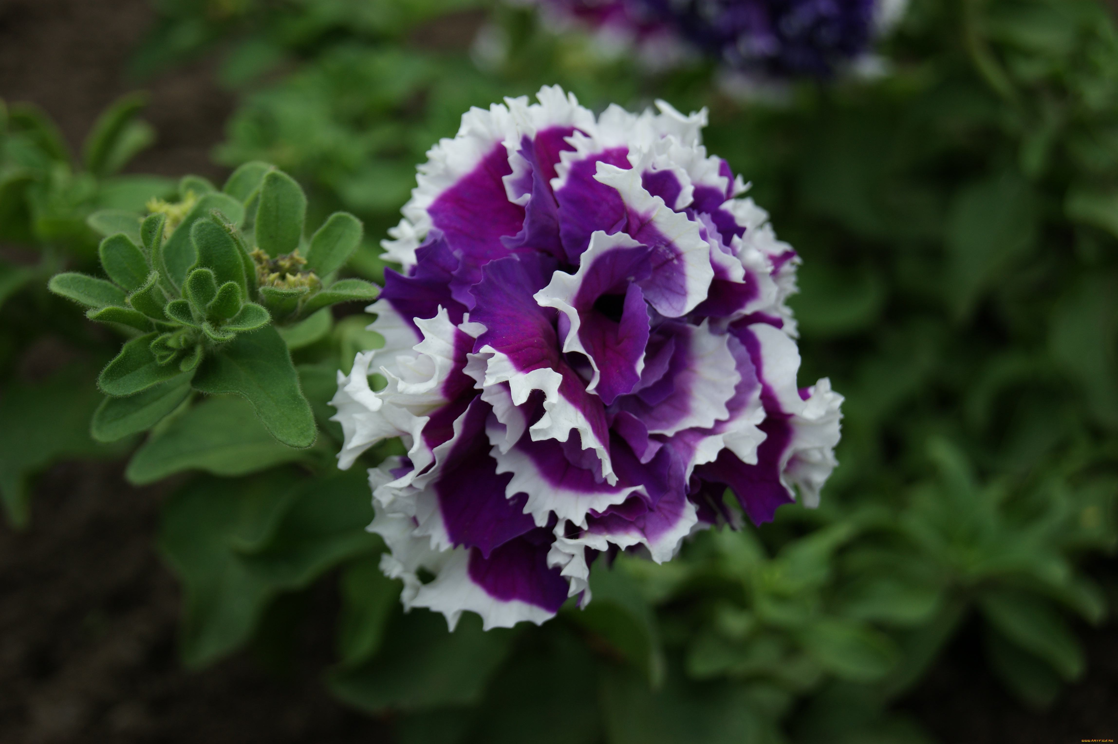 цветы, петунии, калибрахоа, цветок, зеленый, фон