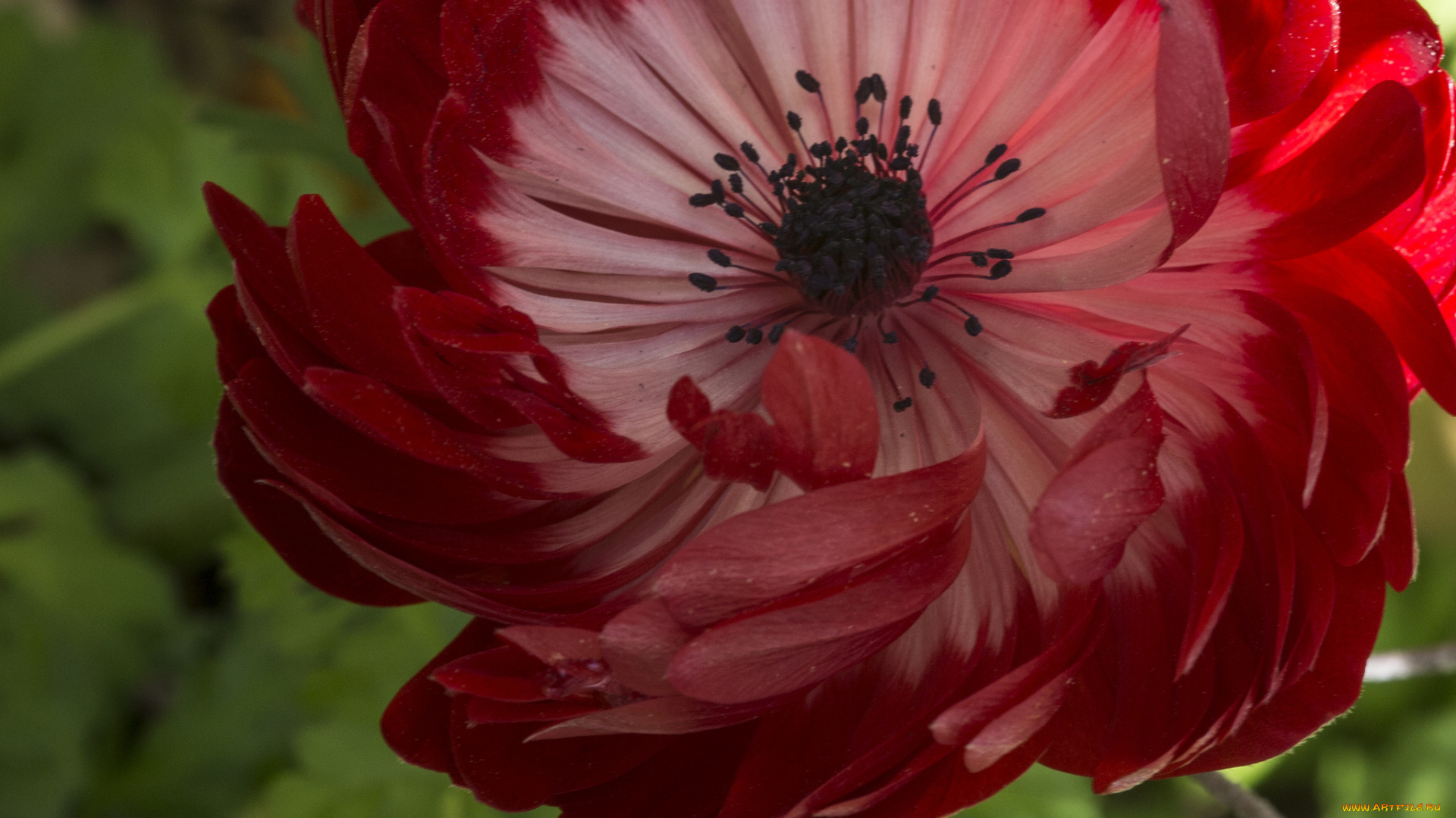 цветы, анемоны, адонисы, лепестки, макро