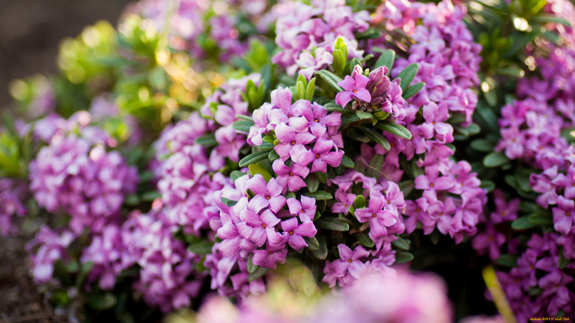 цветы, цветущие, деревья, кустарники, розовый, макро, волчеягодник, боровой