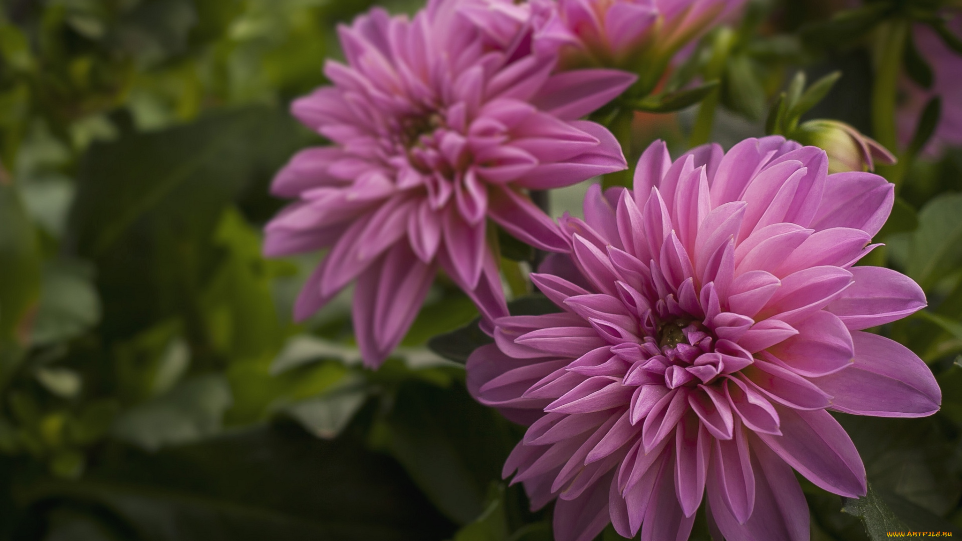 цветы, георгины, розовый