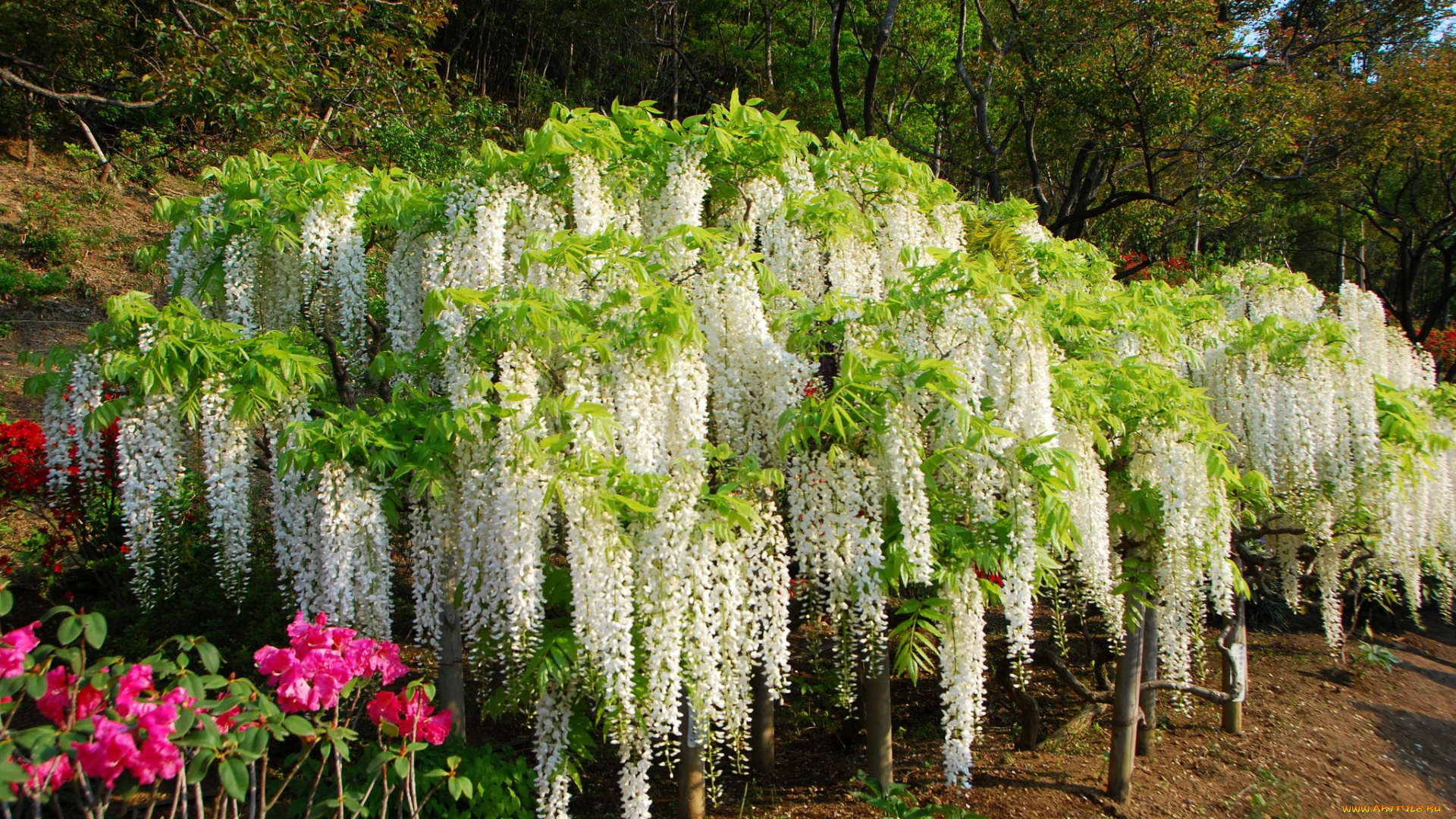 цветы, глициния, вистерия