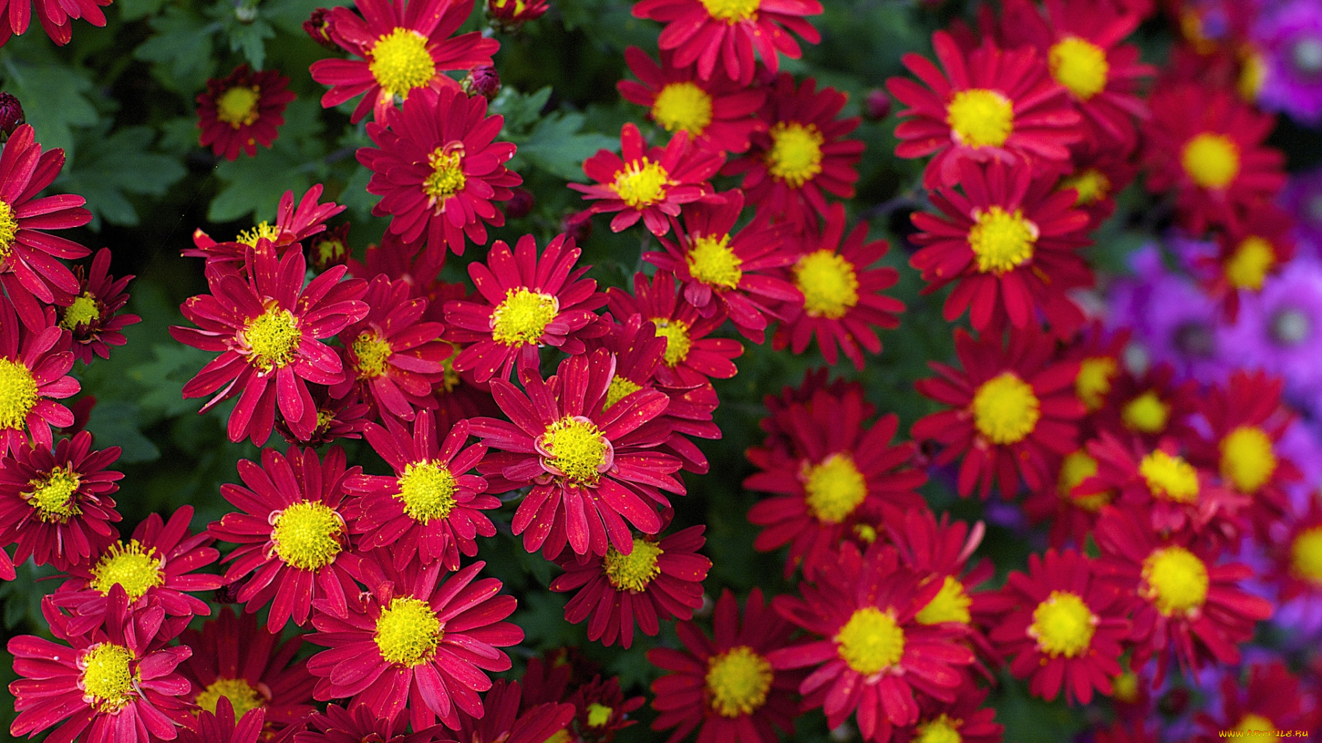 цветы, хризантемы, красный