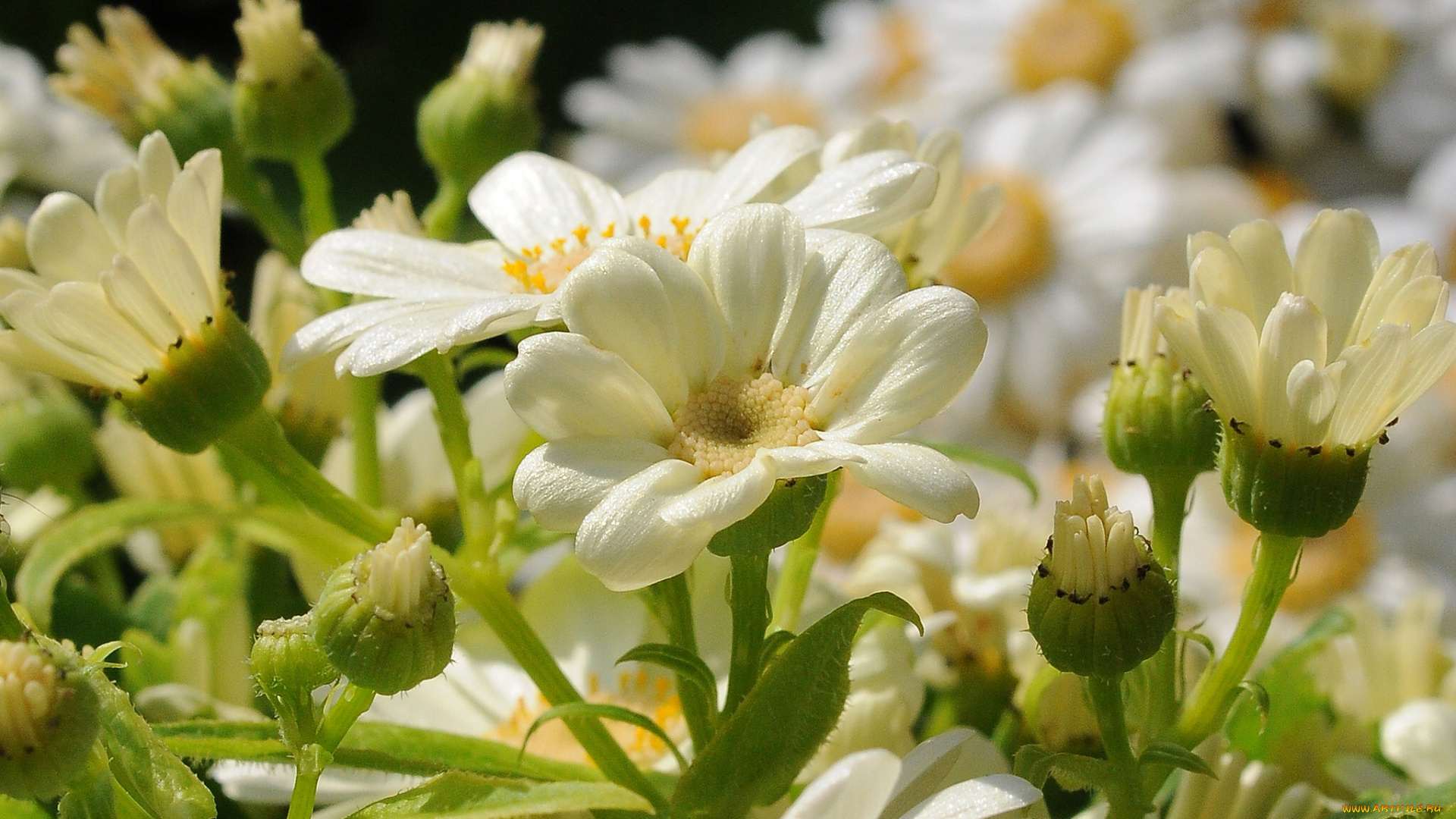 цветы, хризантемы, лепестки, бутоны, макро