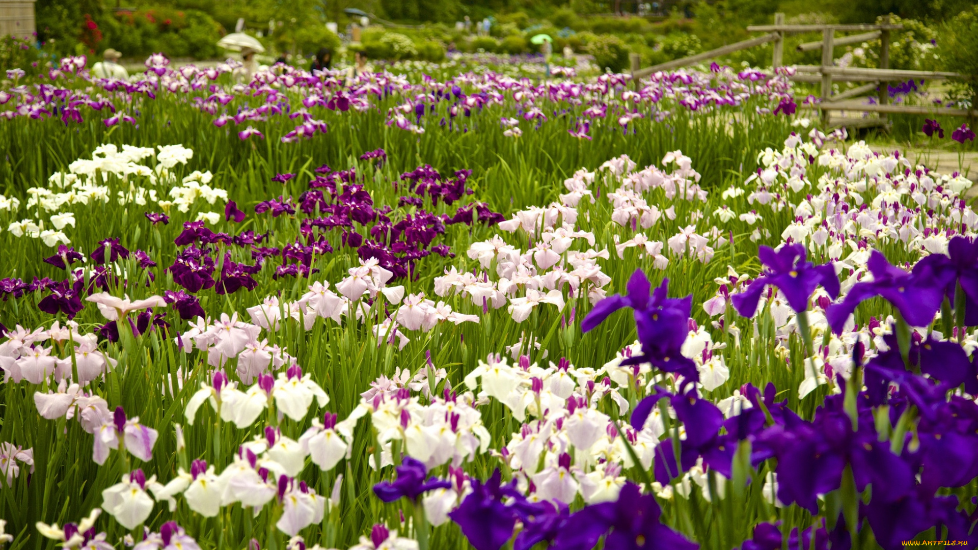 цветы, ирисы, красота