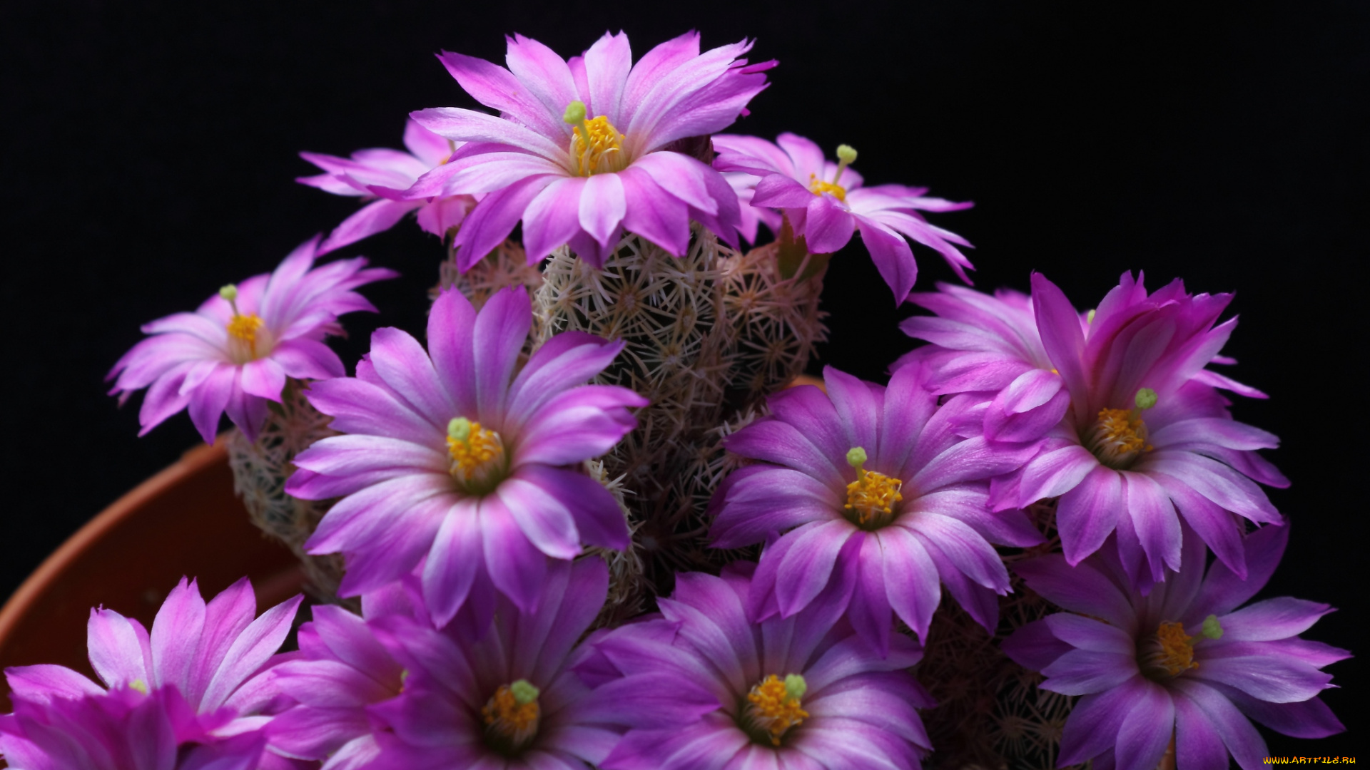 цветы, кактусы, розовый