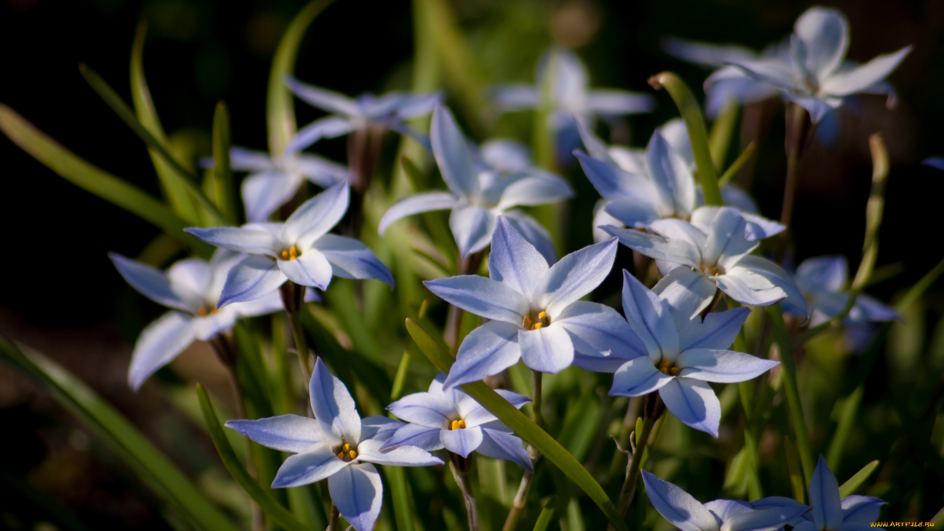 цветы, лепестки
