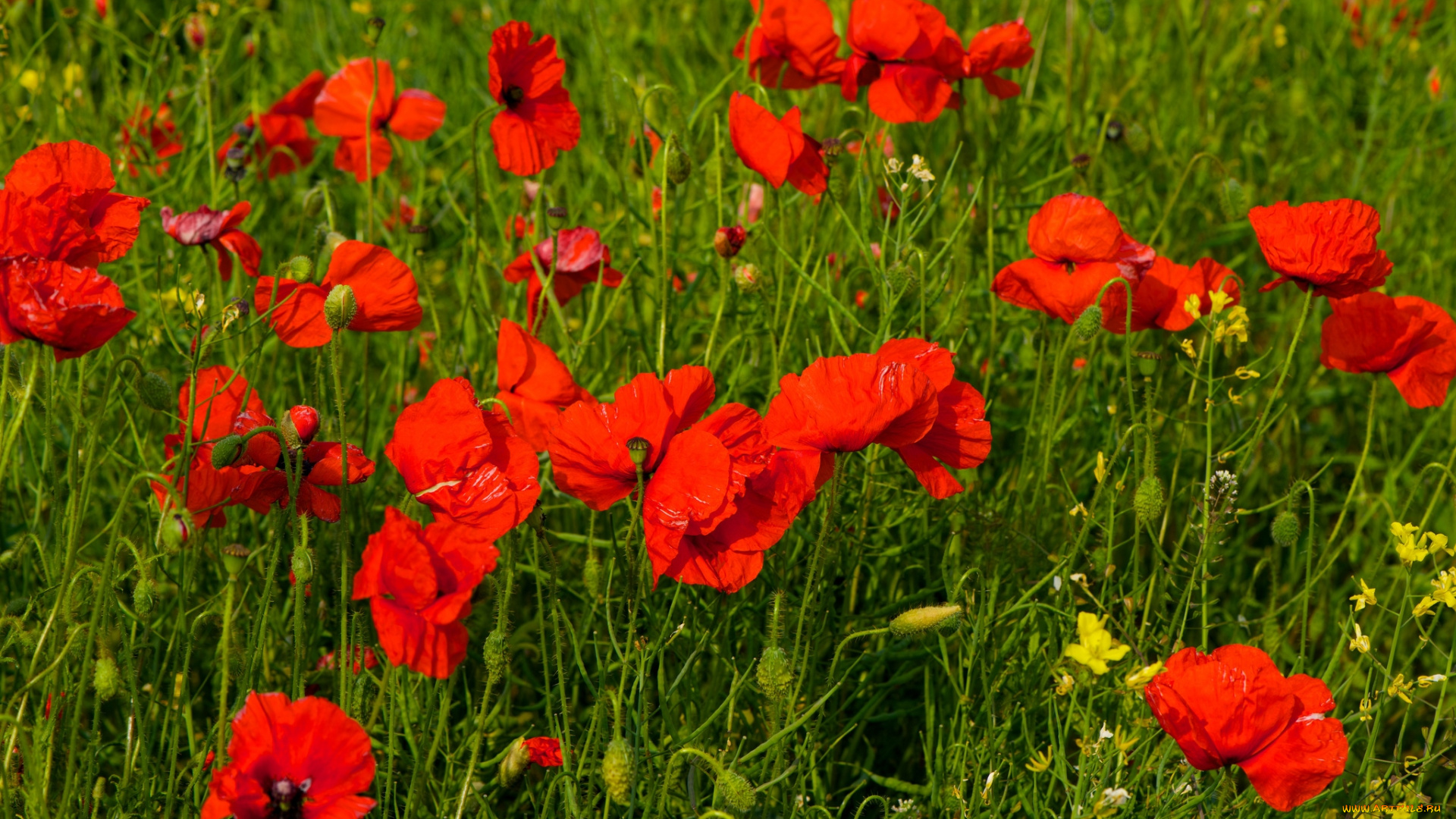 цветы, маки, красный