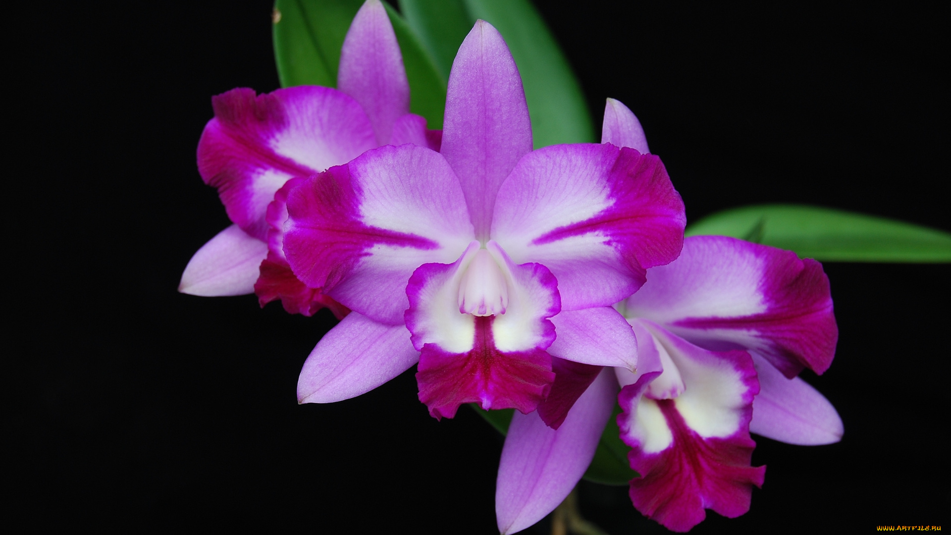 цветы, орхидеи, экзотика, розовый