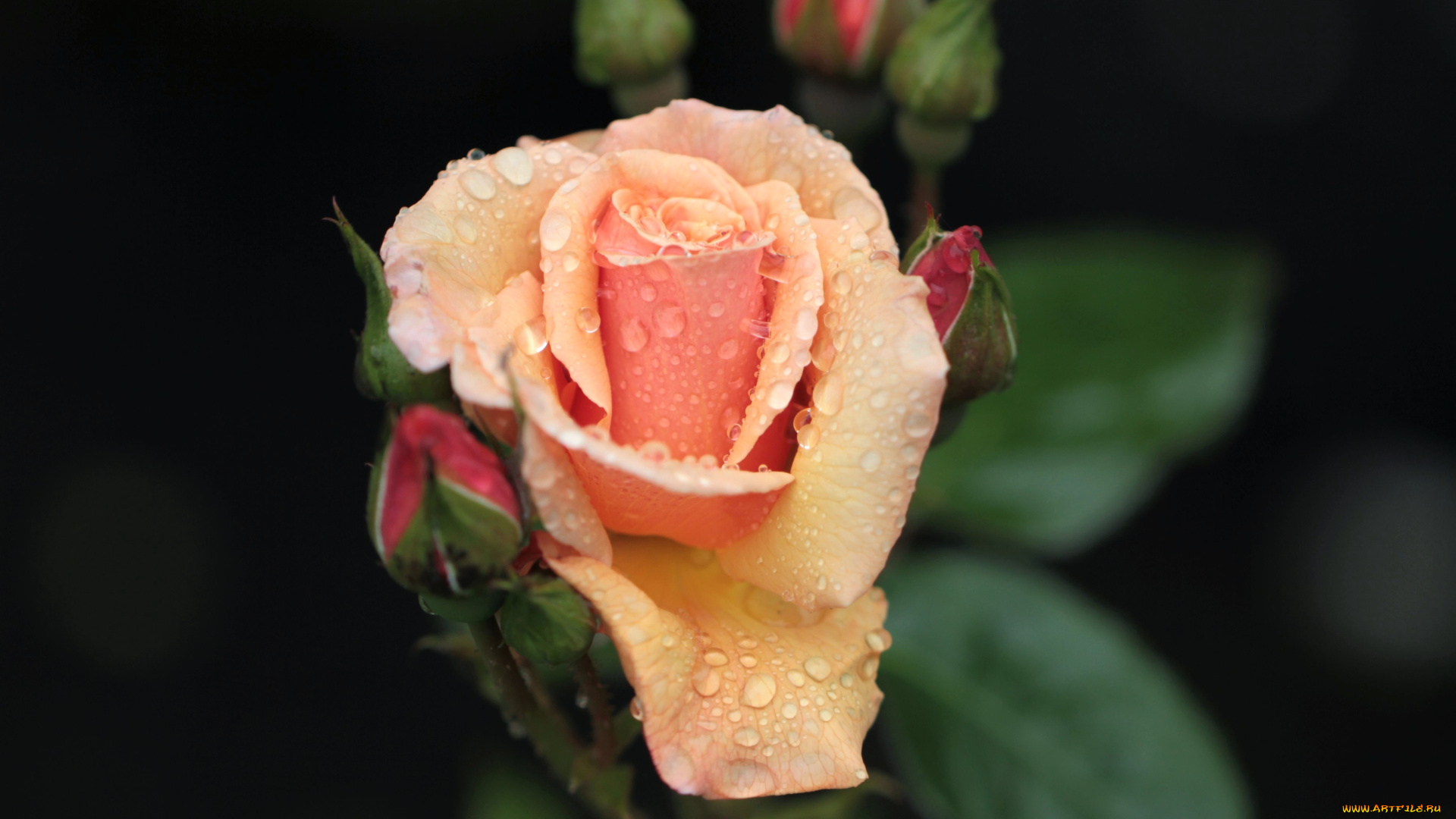 цветы, розы, бутон, капли