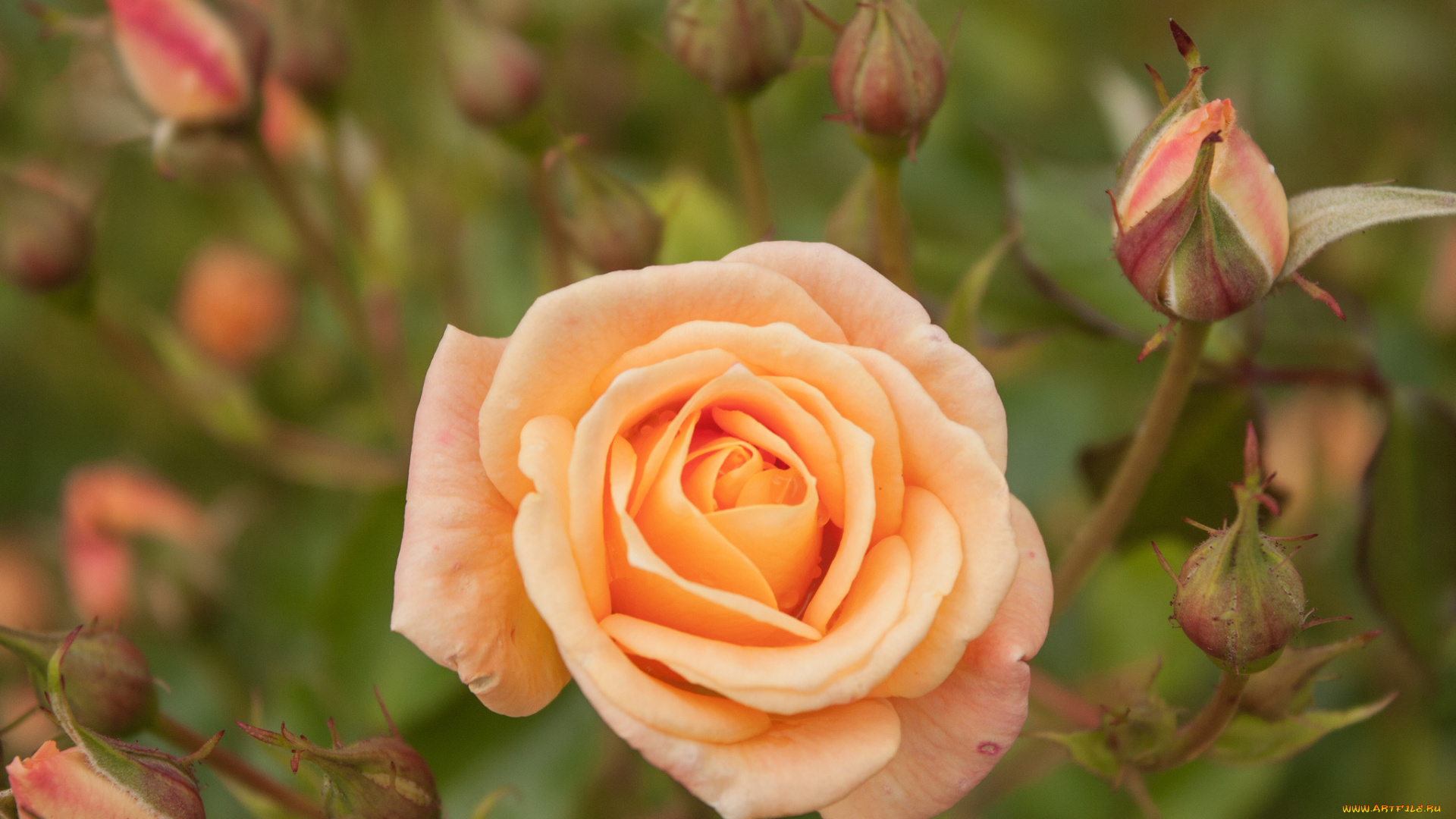 цветы, розы, макро, бутоны