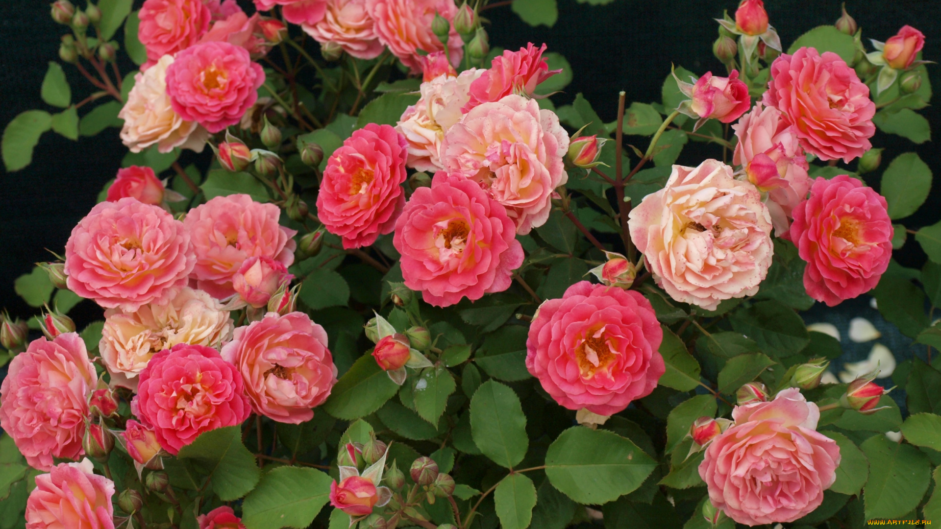 цветы, розы, розовый, куст