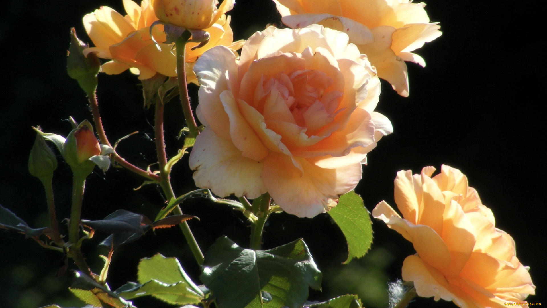 цветы, розы, розовый, куст, бутоны, макро