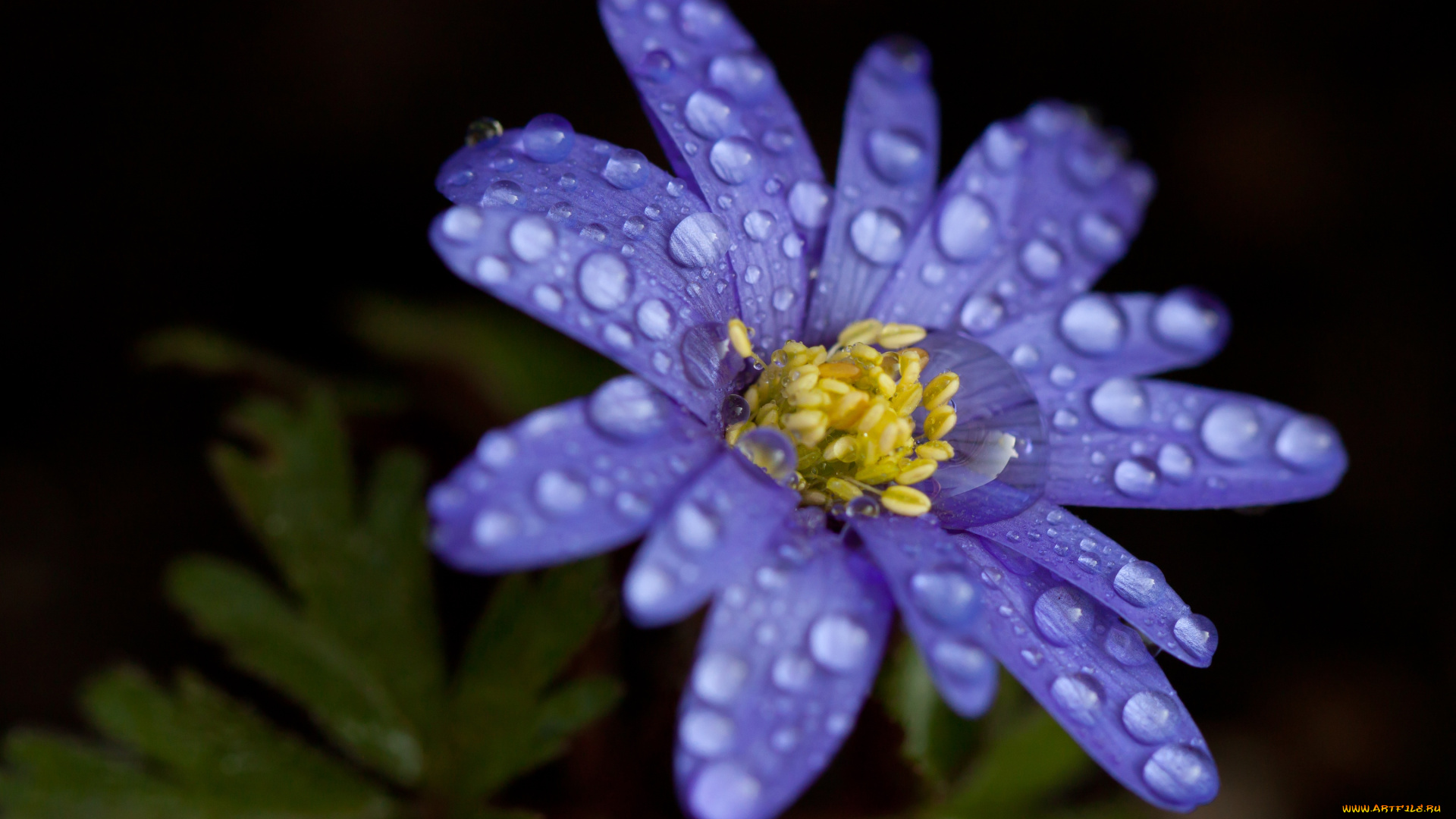 цветы, ветреницы, печёночницы, макро, капли, печеночница