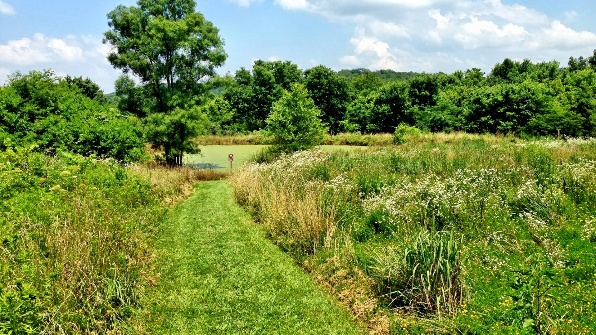 природа, дороги, дорога, лето, поле, трава, лес, озеро