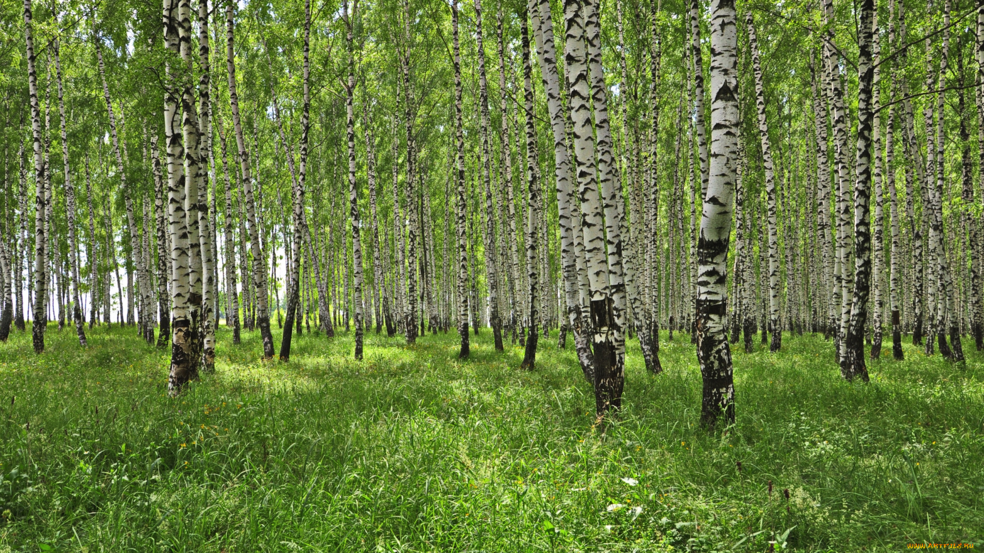 природа, лес, березы
