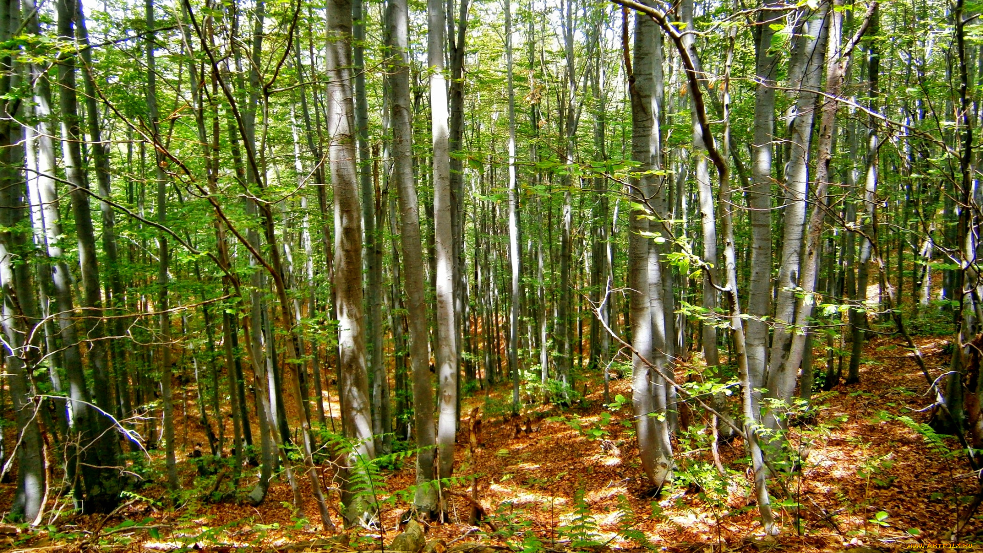 природа, лес, листва, осины, папоротник