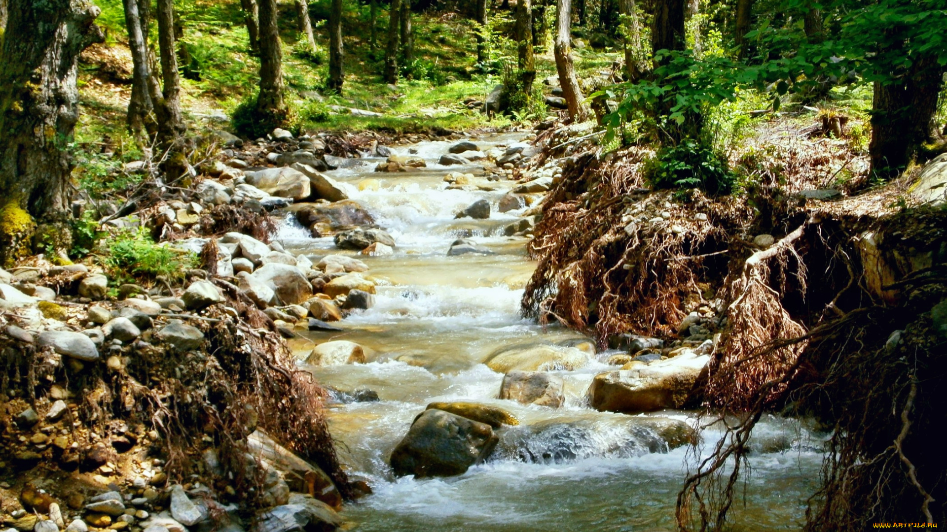 природа, реки, озера, камни, корни, река, лес