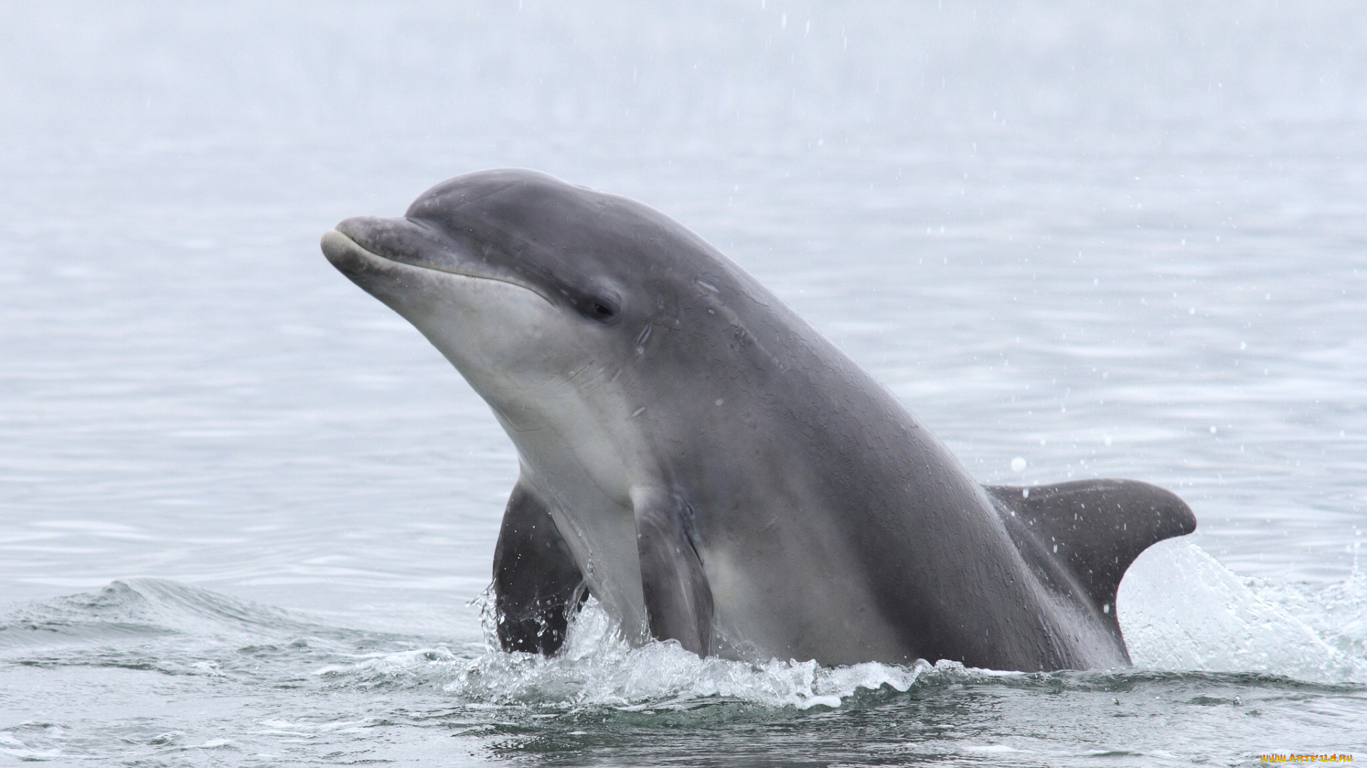 животные, дельфины, вода