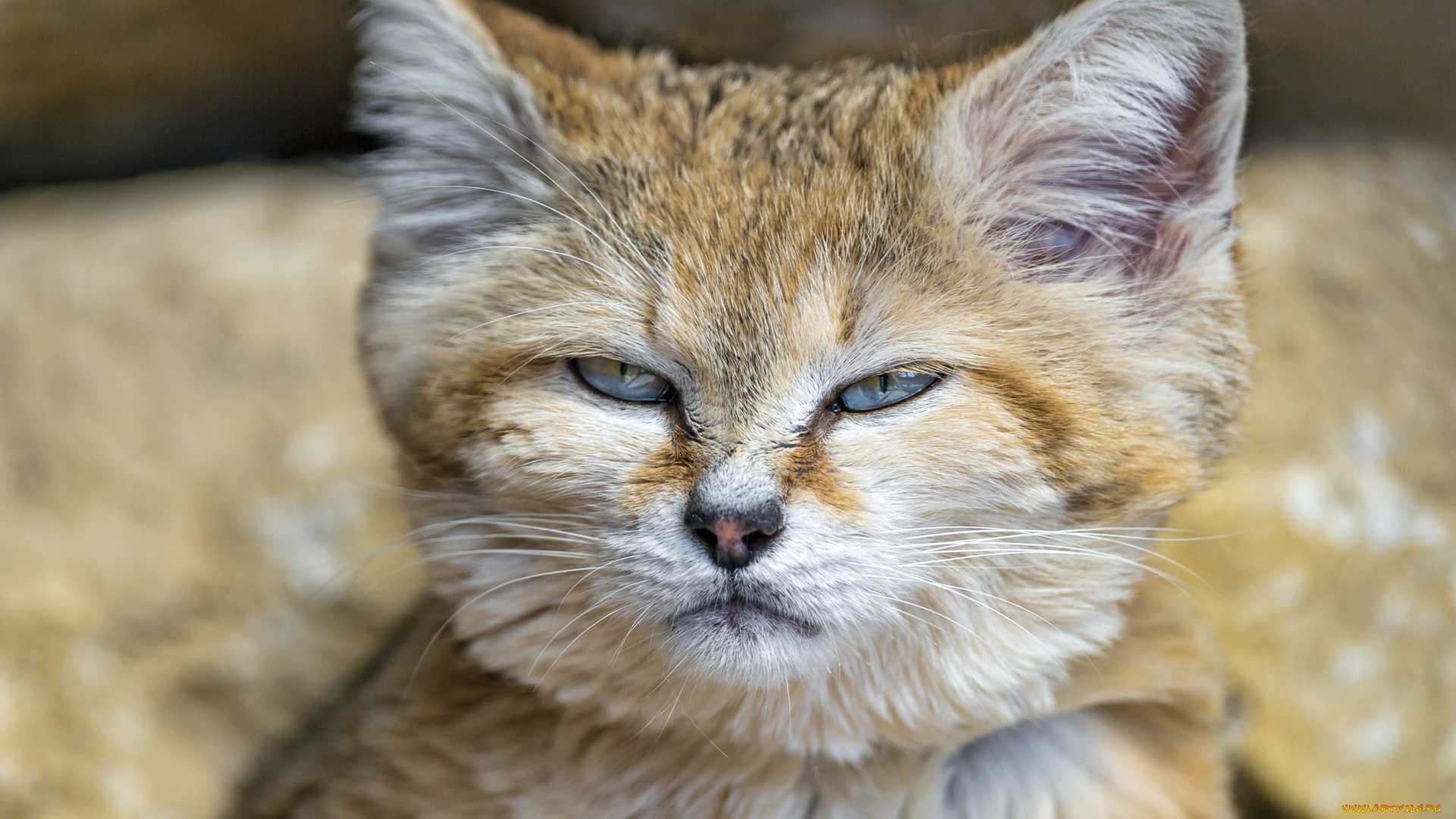 животные, дикие, кошки, злюка, песчаный, кот