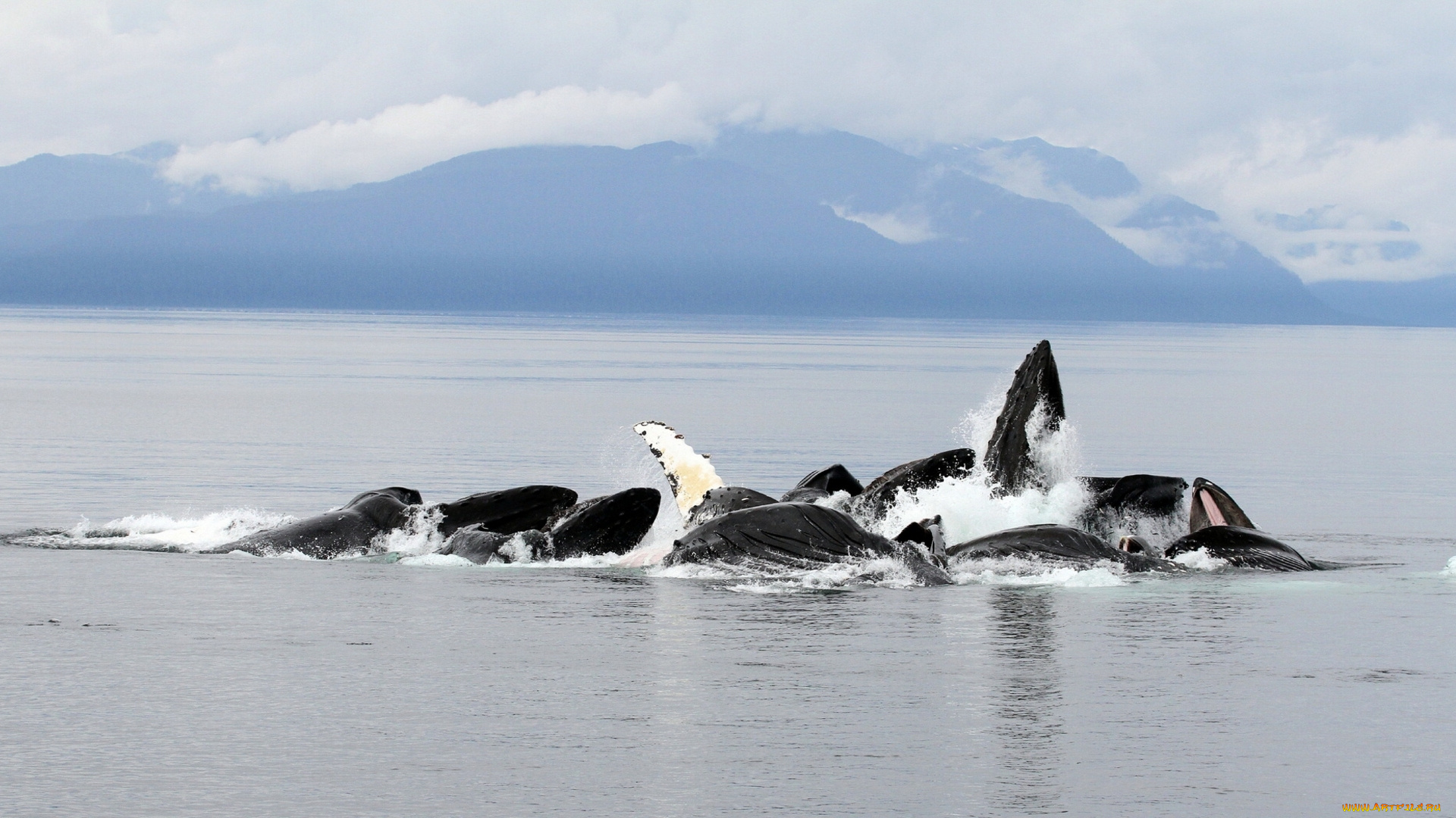 животные, киты, кашалоты, горы, океан, аляска, горбатые