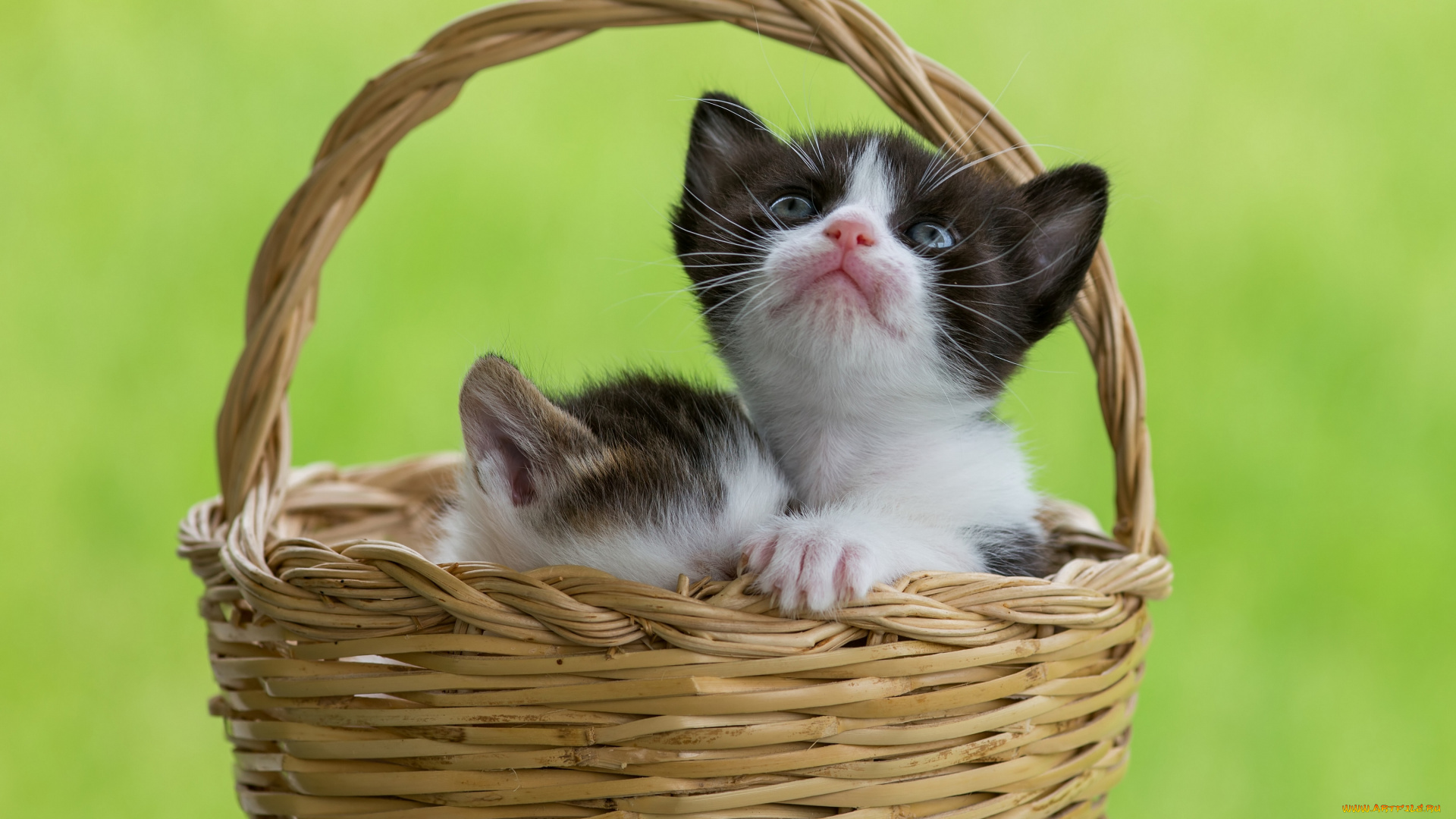 животные, коты, малыши, корзина, котята