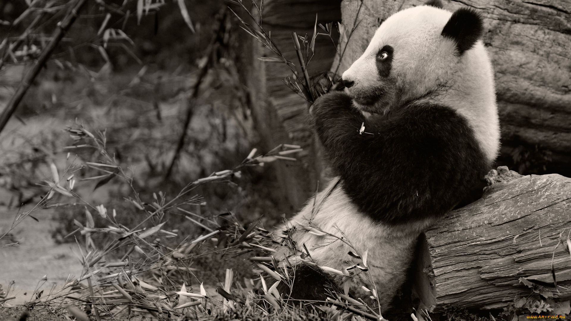 животные, панды, ветки, чёрно-белая