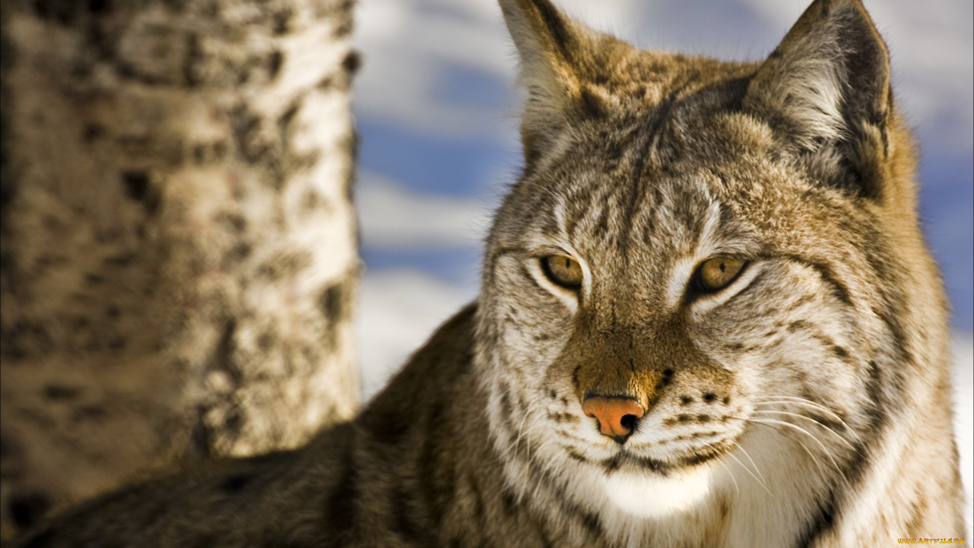 животные, рыси, кошка