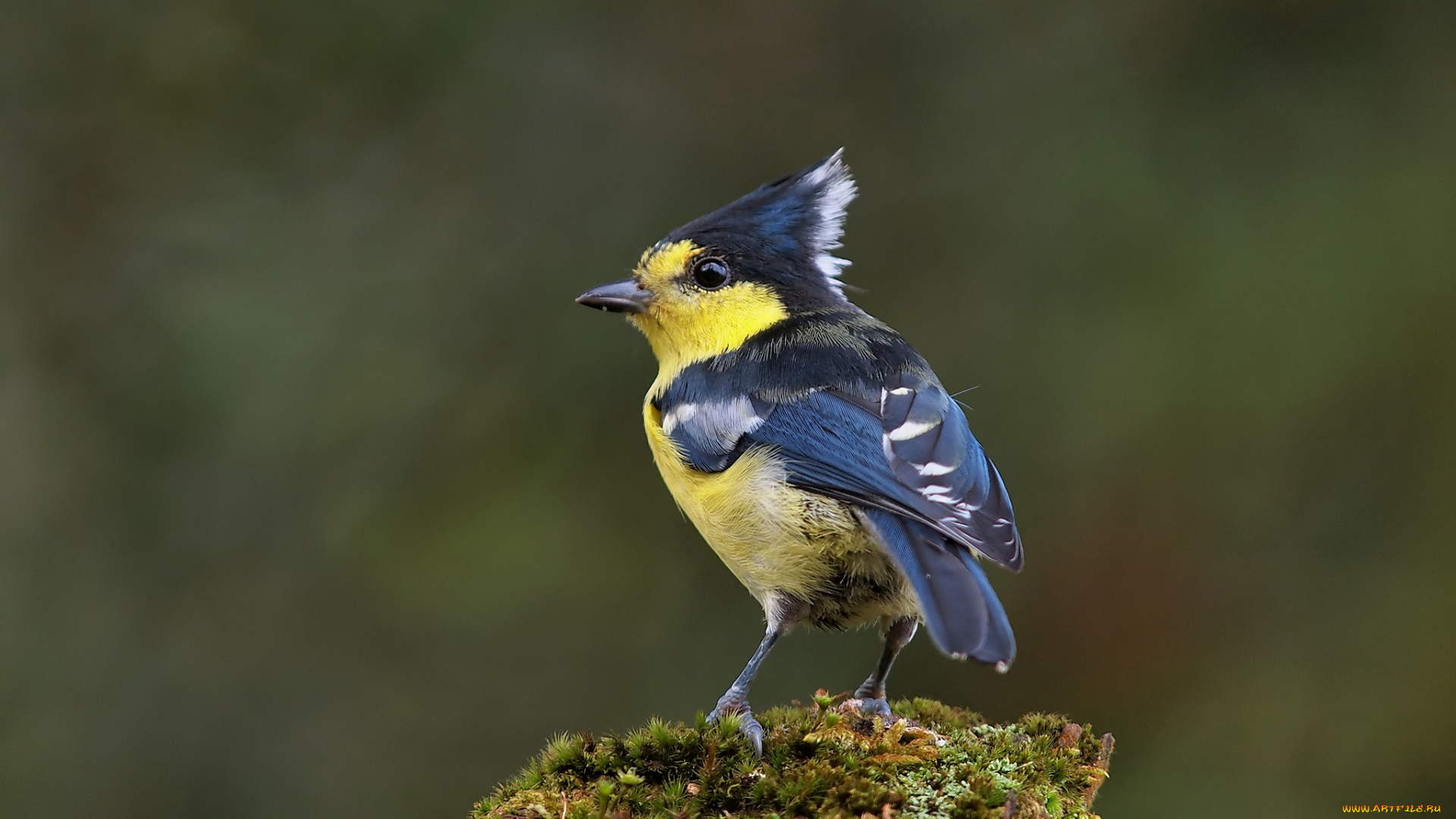 животные, синицы, лазоревки, хохолок