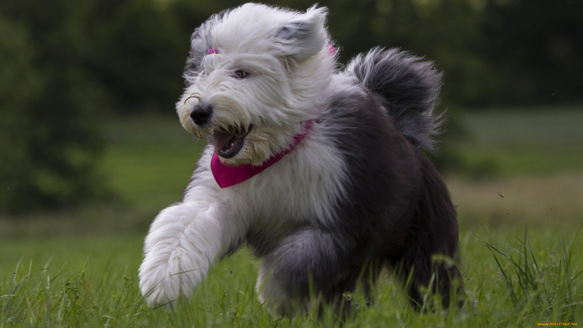 животные, собаки, щенок, бобтейл, настроение, радость, прогулка