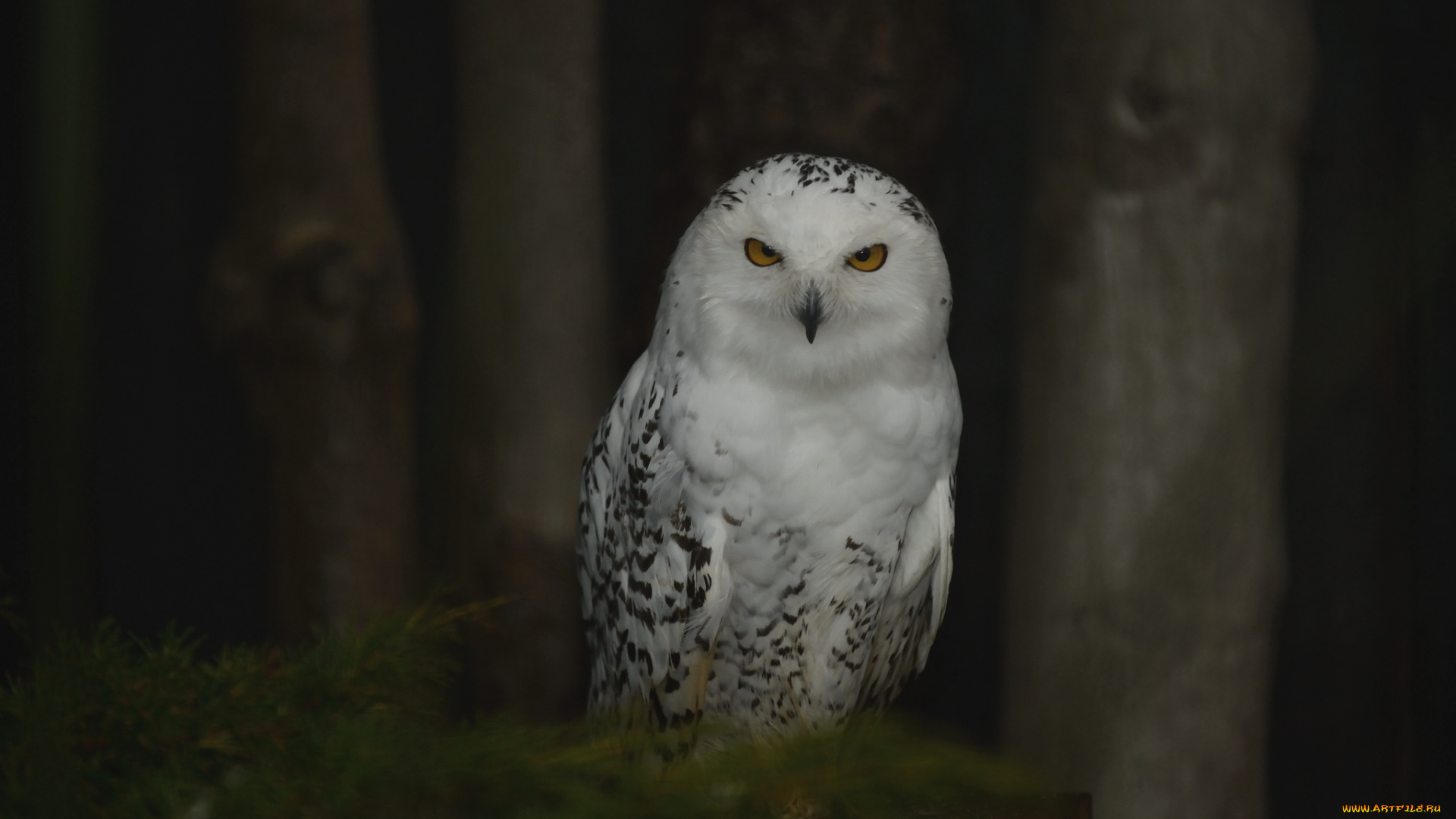 животные, совы, полярная, сова