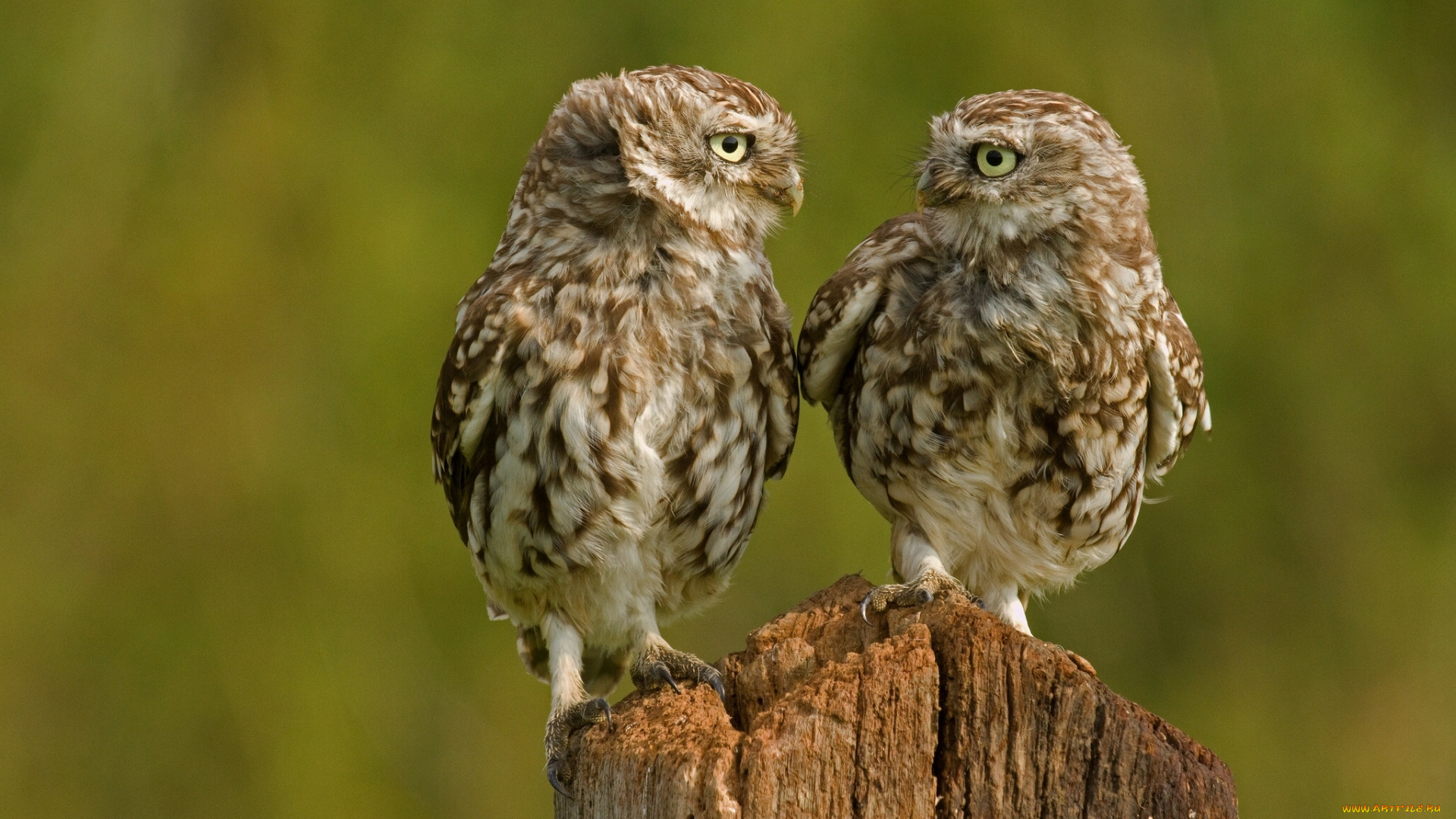 животные, совы, сычи, птенцы