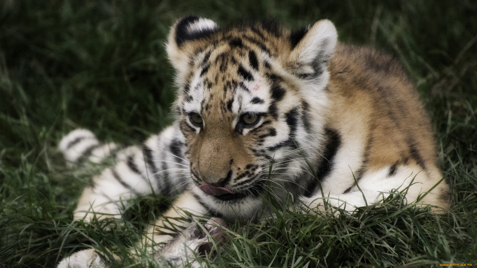животные, тигры, тигренок