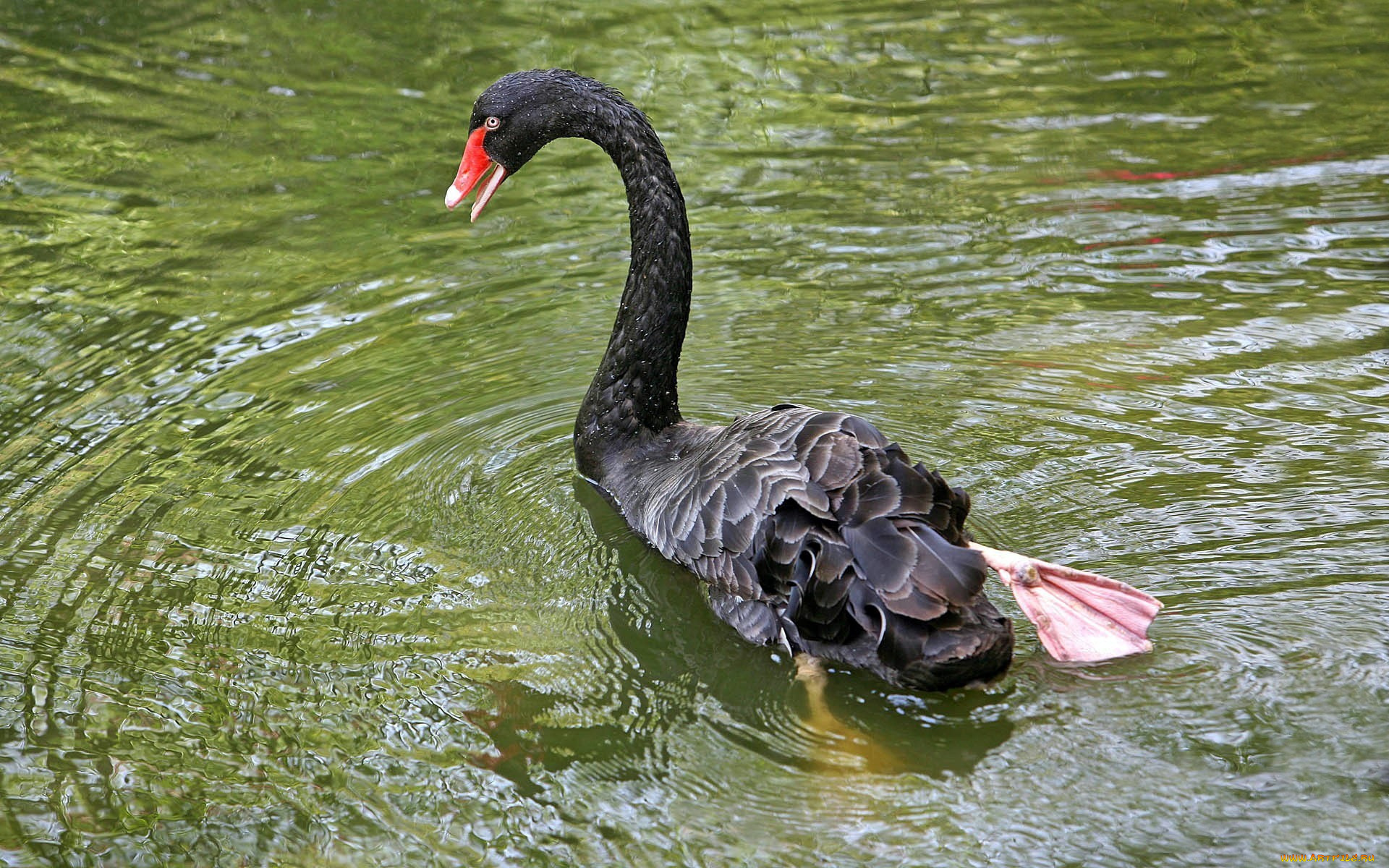 black, swan, животные, лебеди, черный, лебедь