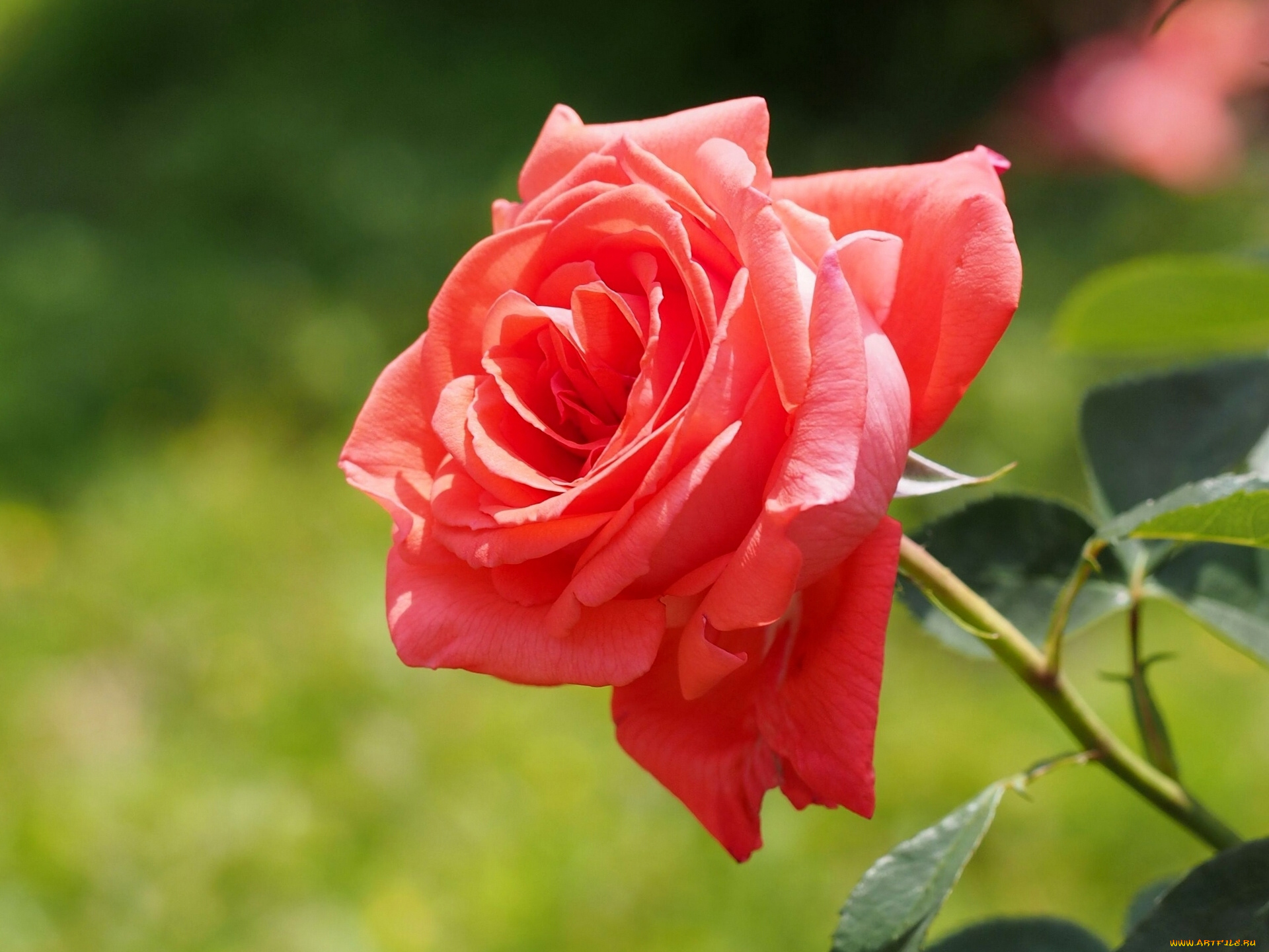 цветы, розы, бутон