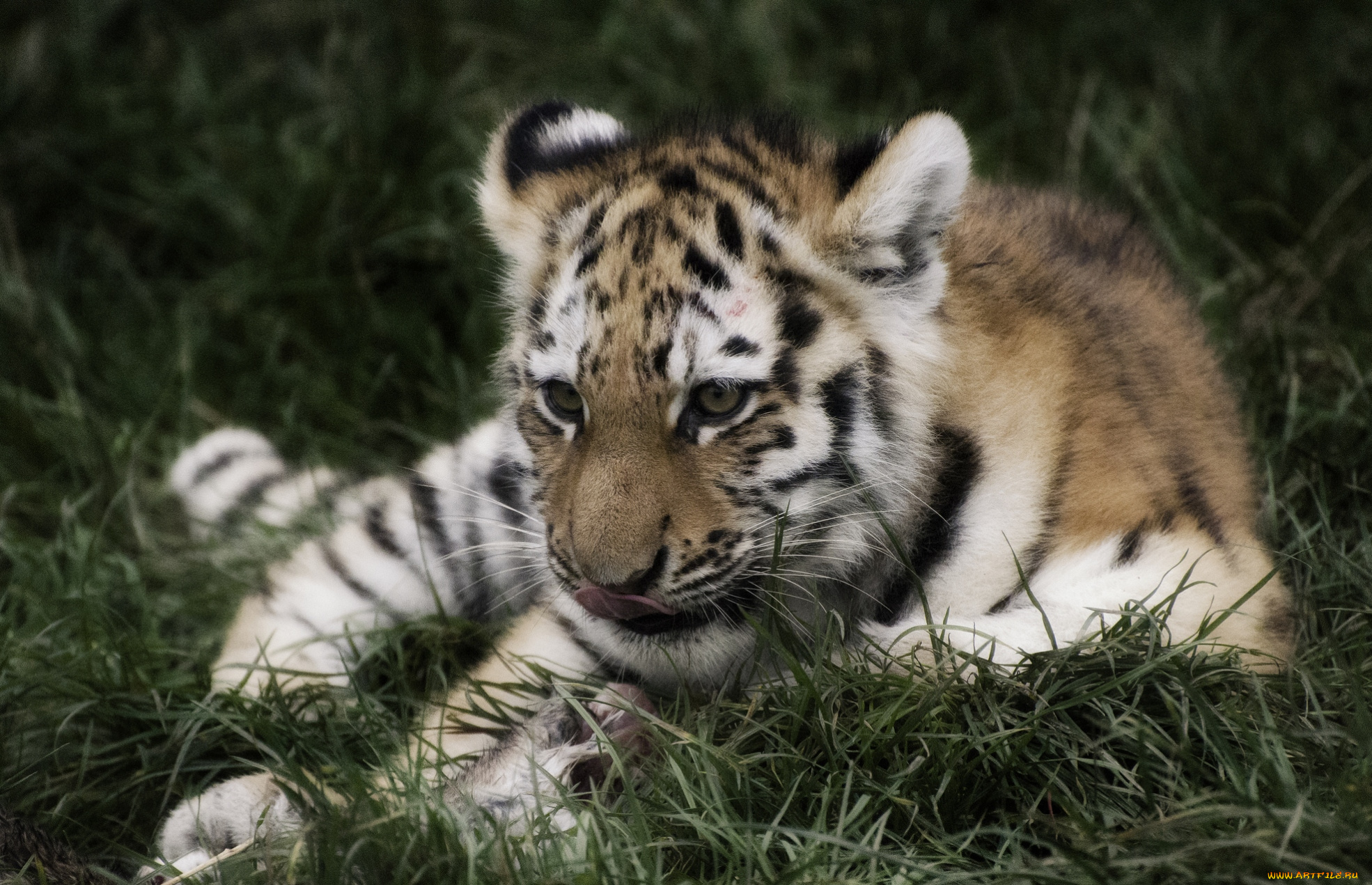 животные, тигры, тигренок
