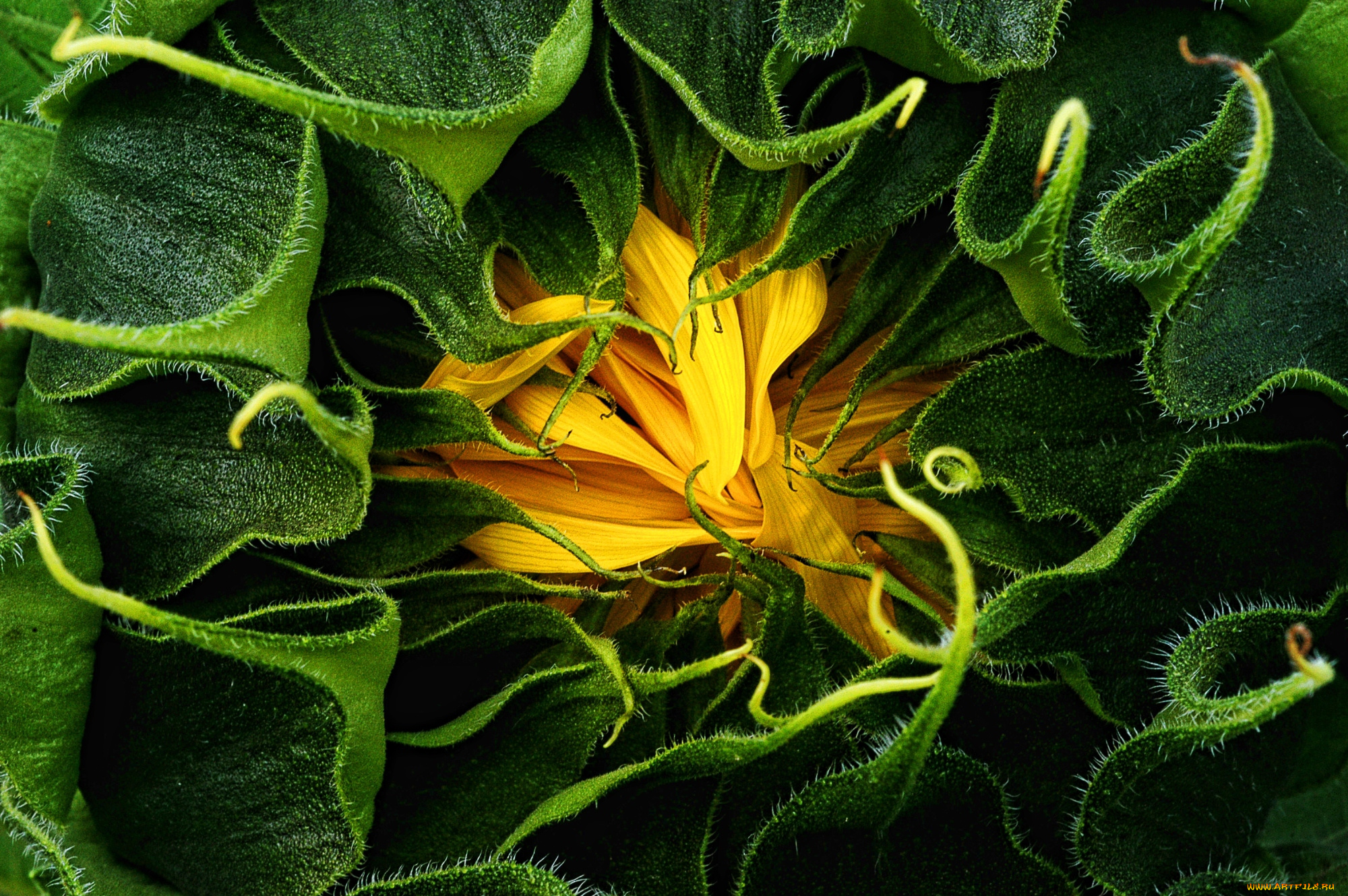 цветы, подсолнухи, бутон