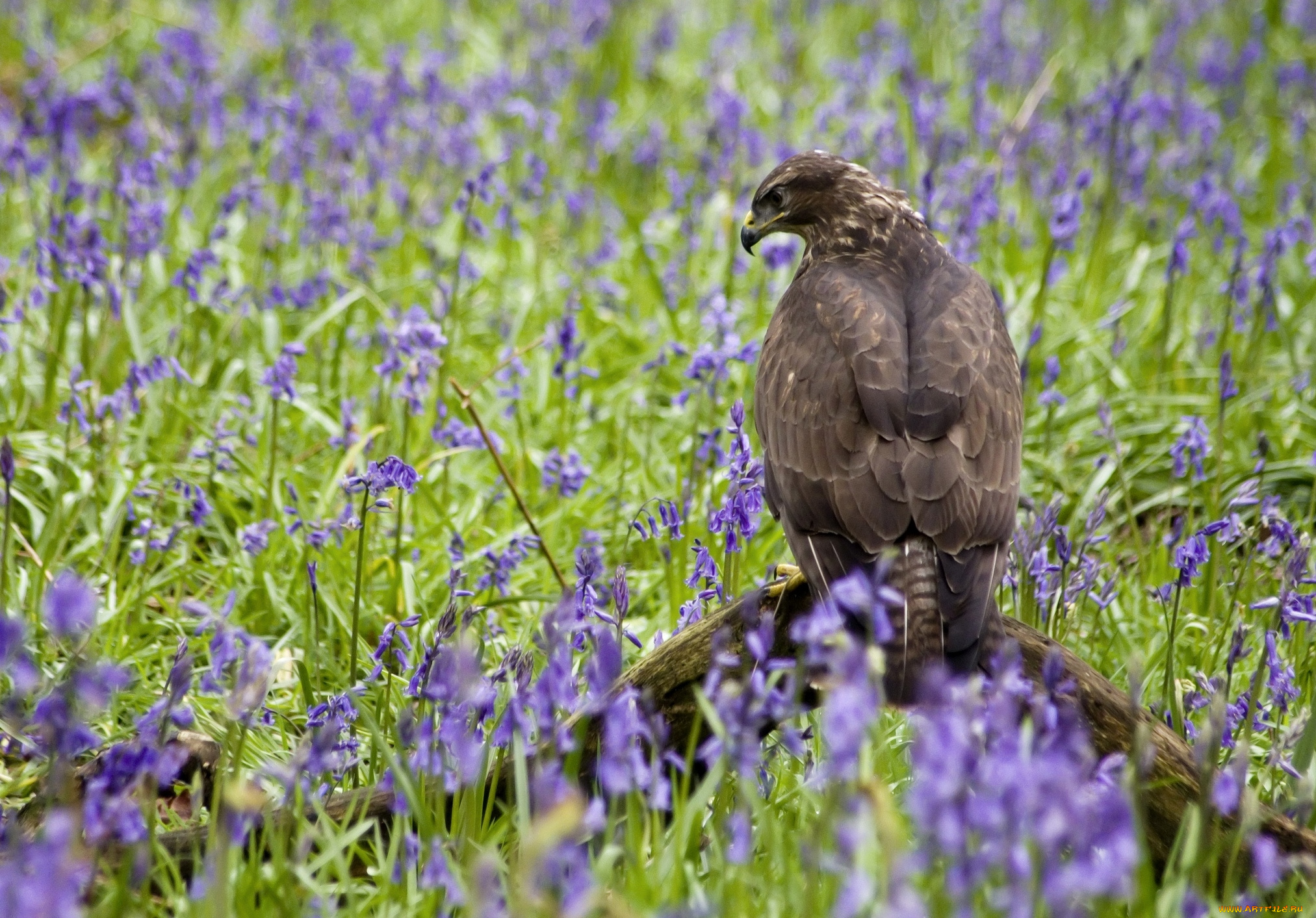 животные, птицы, хищники, хищник, колокольчики