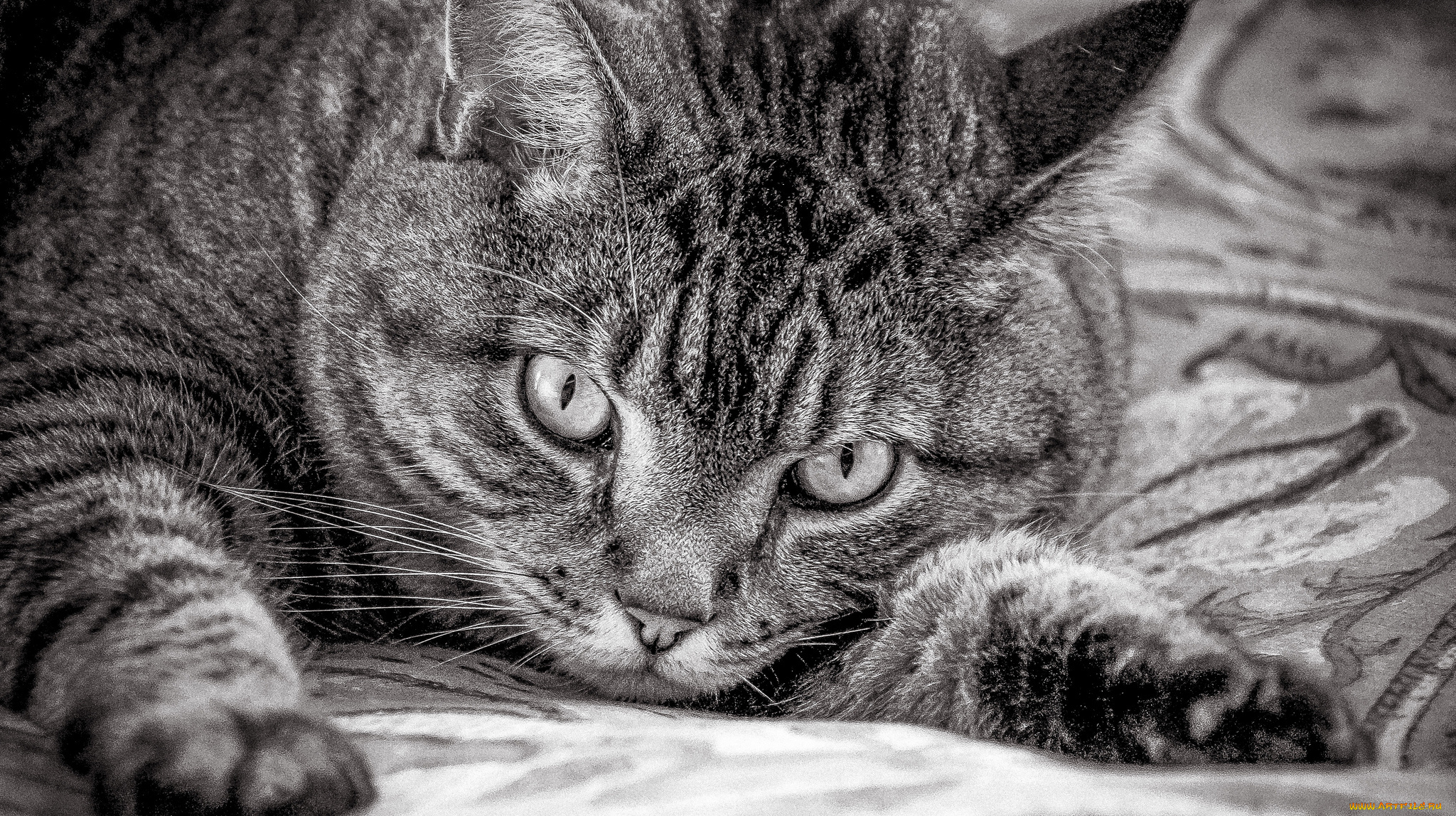 животные, коты, взгляд