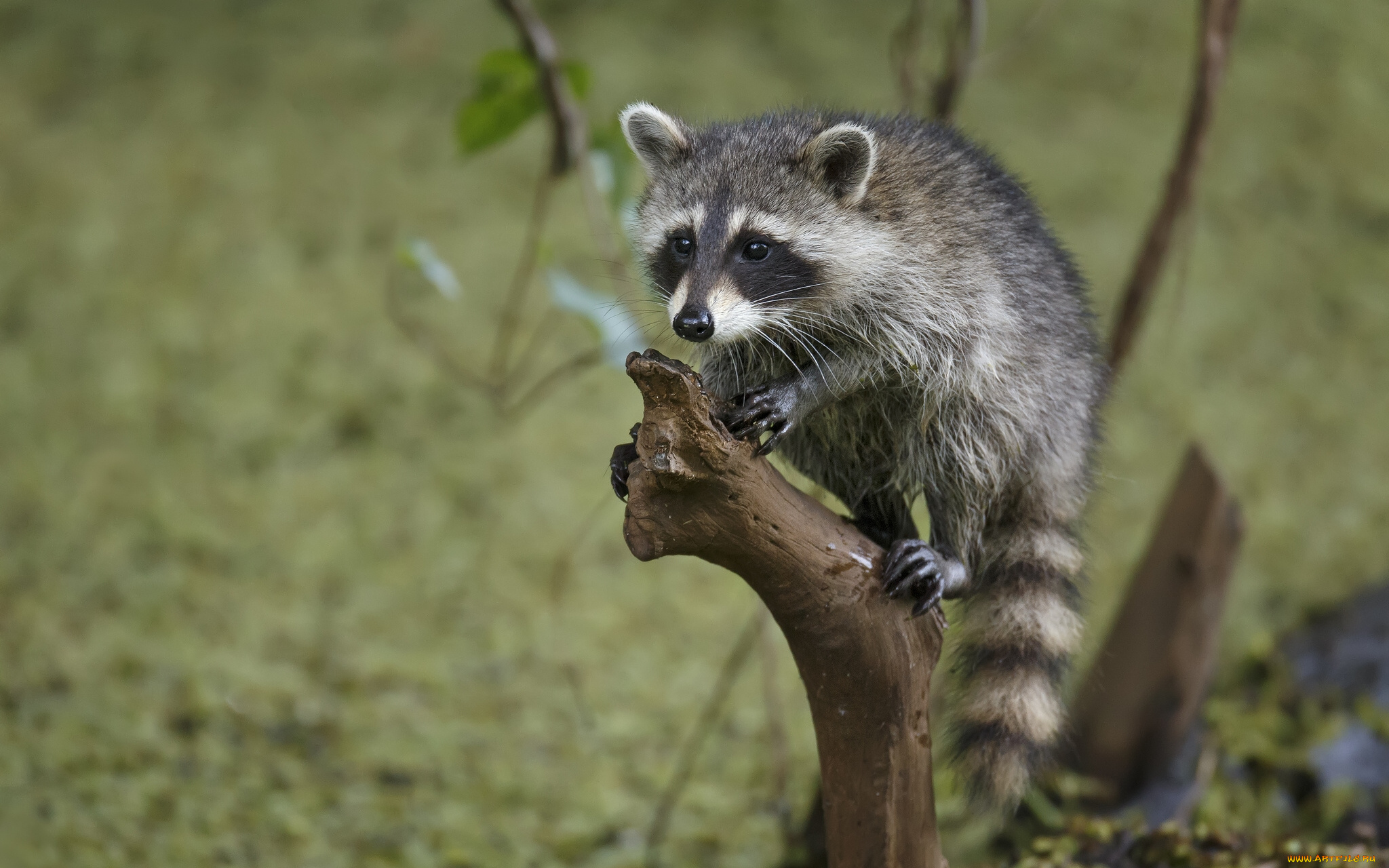 животные, еноты, детёныш, енота, сук