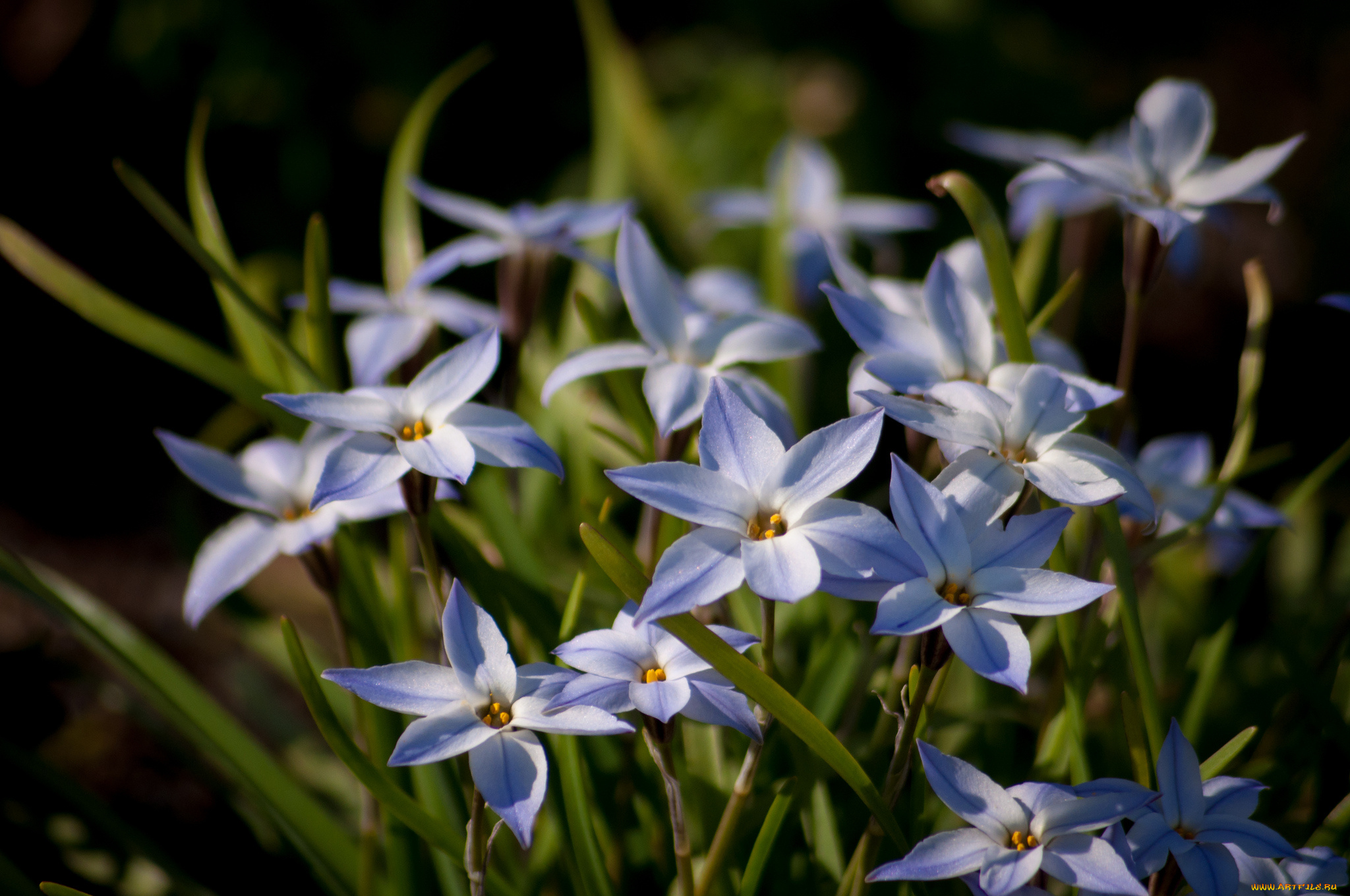 цветы, лепестки