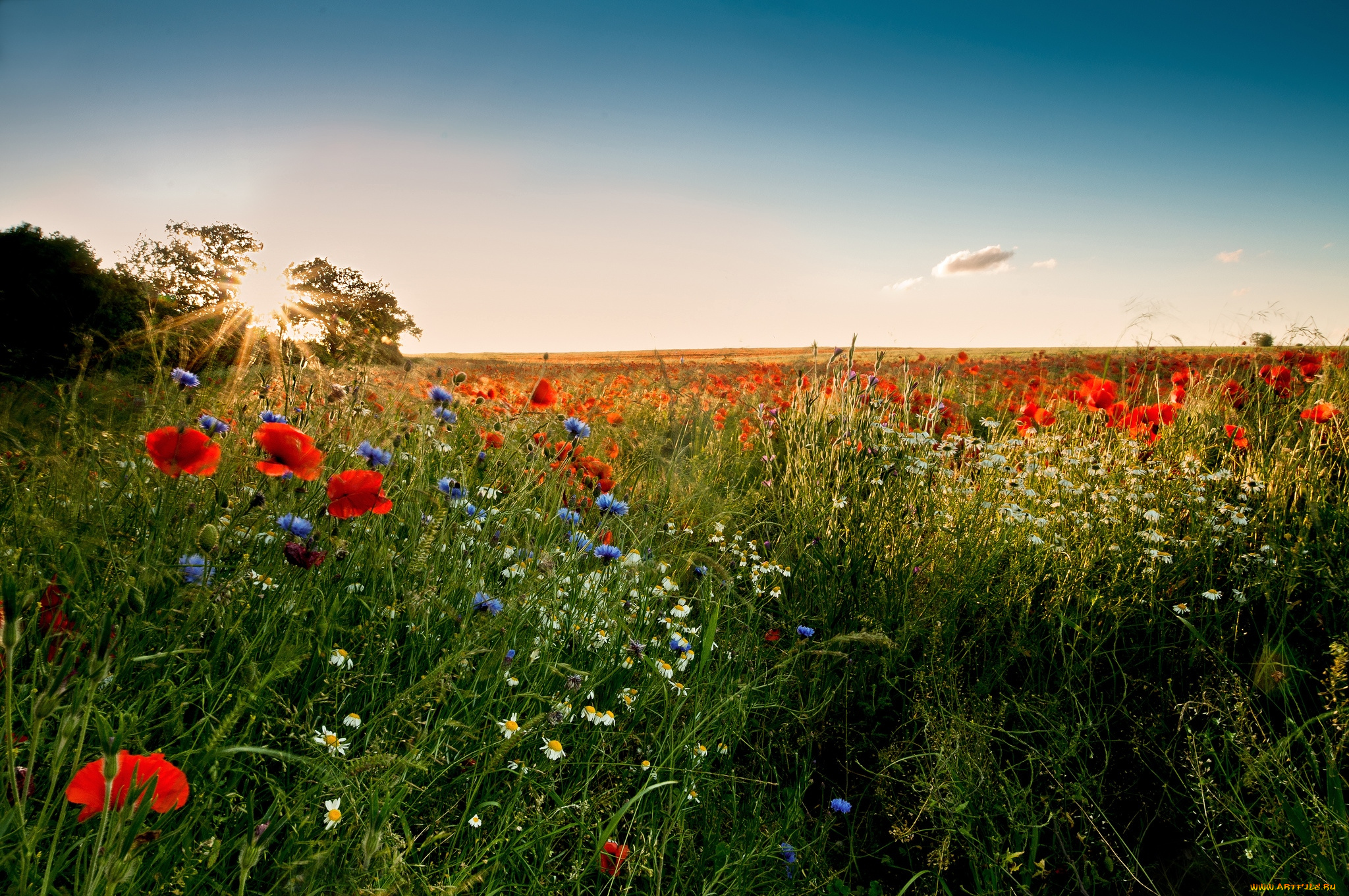 природа, луга, васильки, ромашки, маки, солнце
