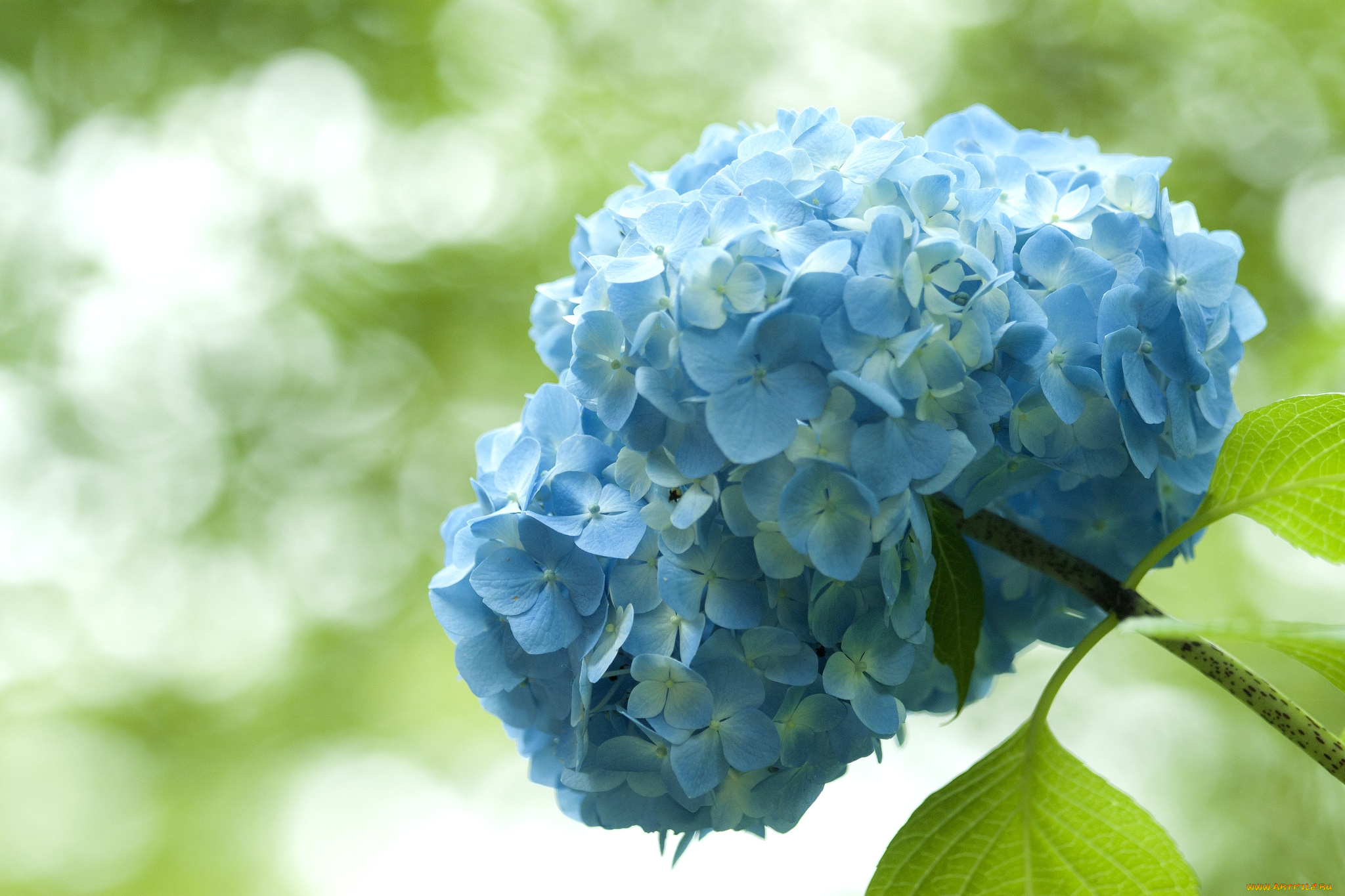 цветы, гортензия, голубой