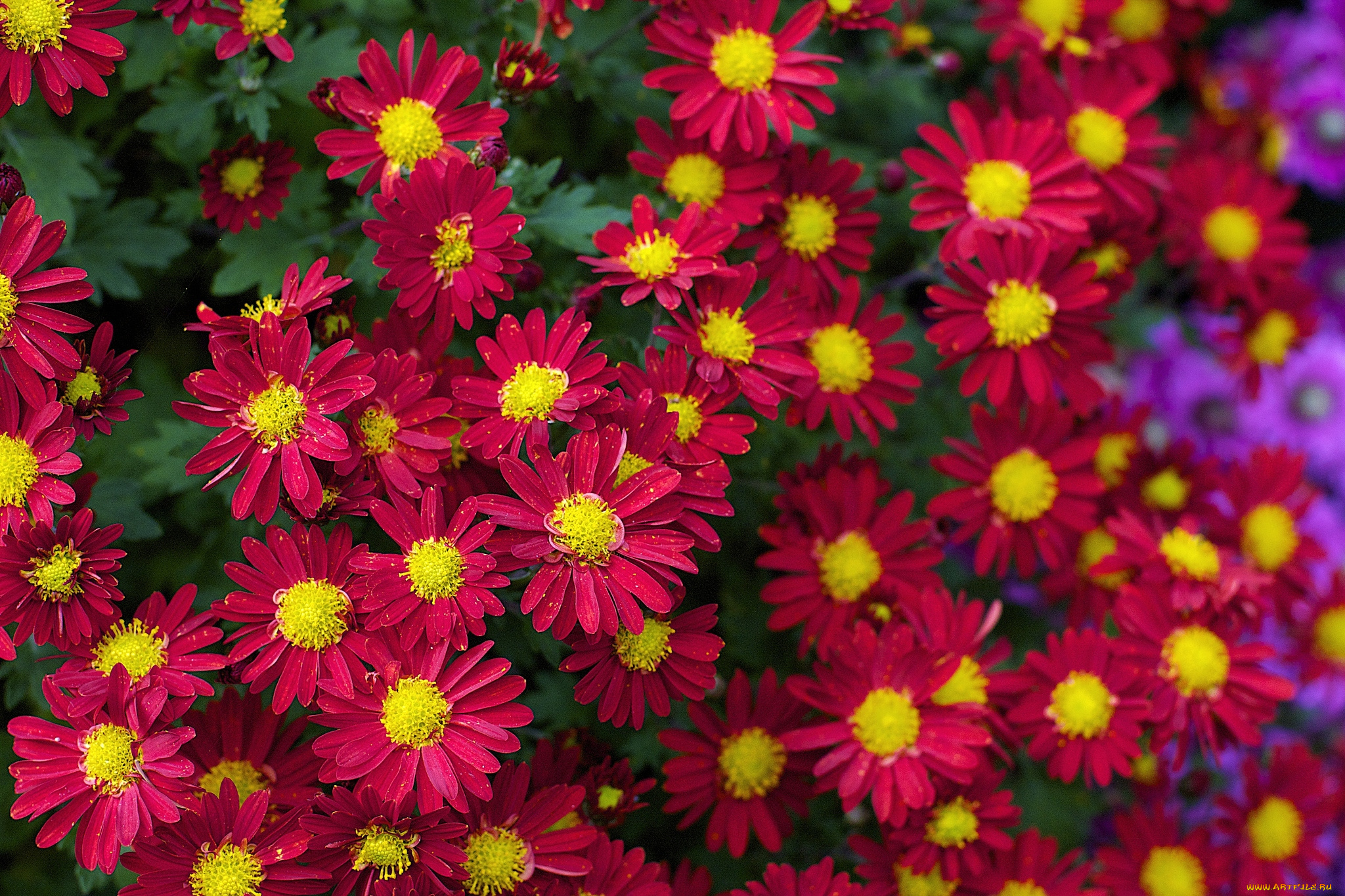 цветы, хризантемы, красный